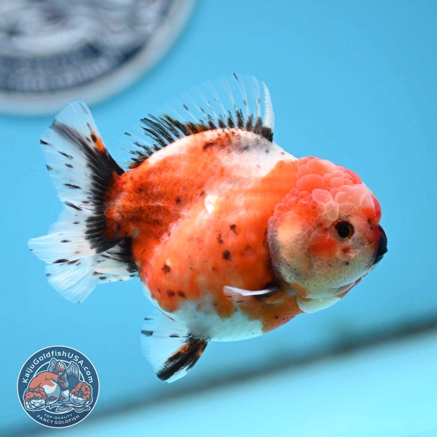 Shogun Tricolor Sakura Oranda 3.5 inches Body - Female (250418_OR07)