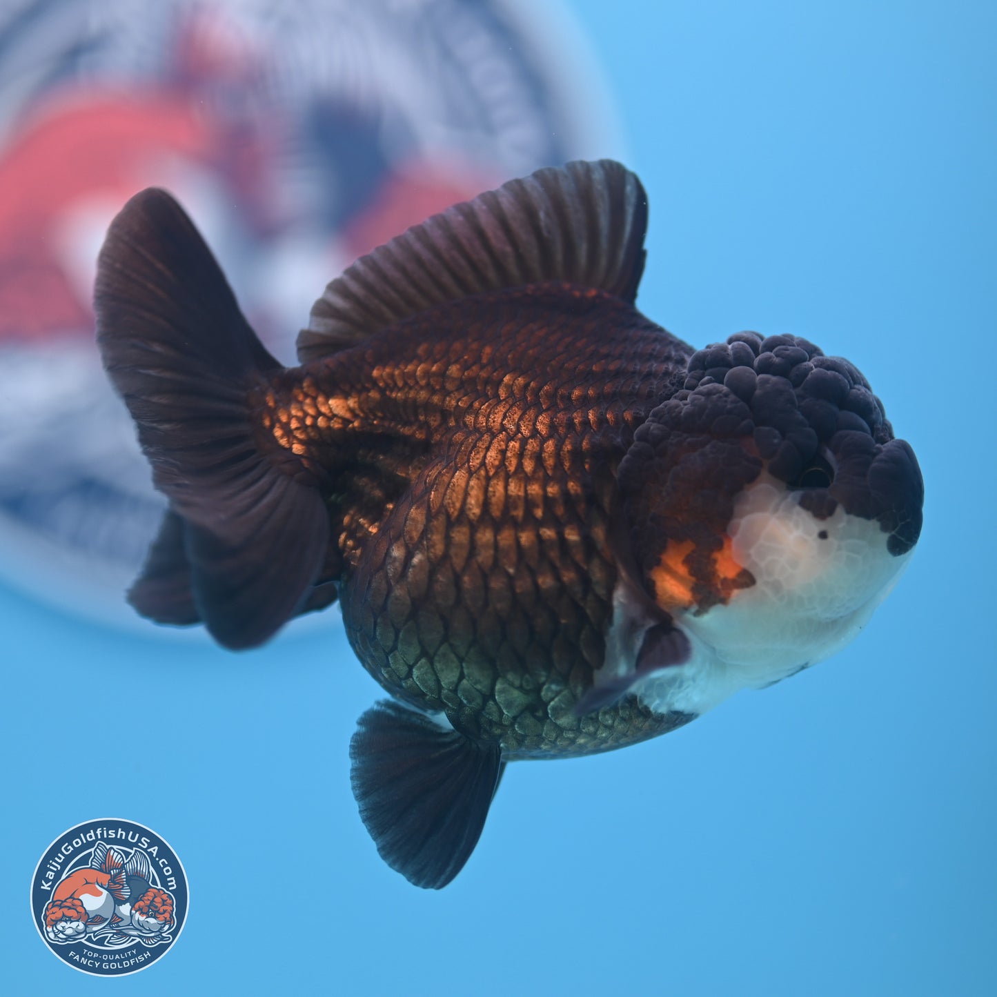 Panda Oranda 3.5-4 inches (240913_OR07) - Kaiju Goldfish USA