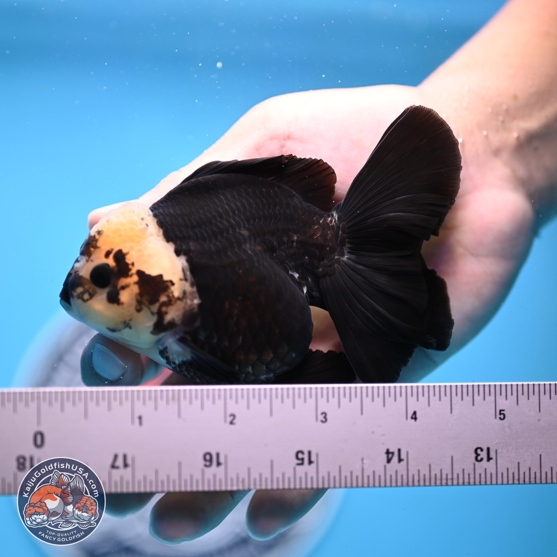 Panda Rose Tail Oranda 3.25in Body (240823_OR7) - Kaiju Goldfish USA