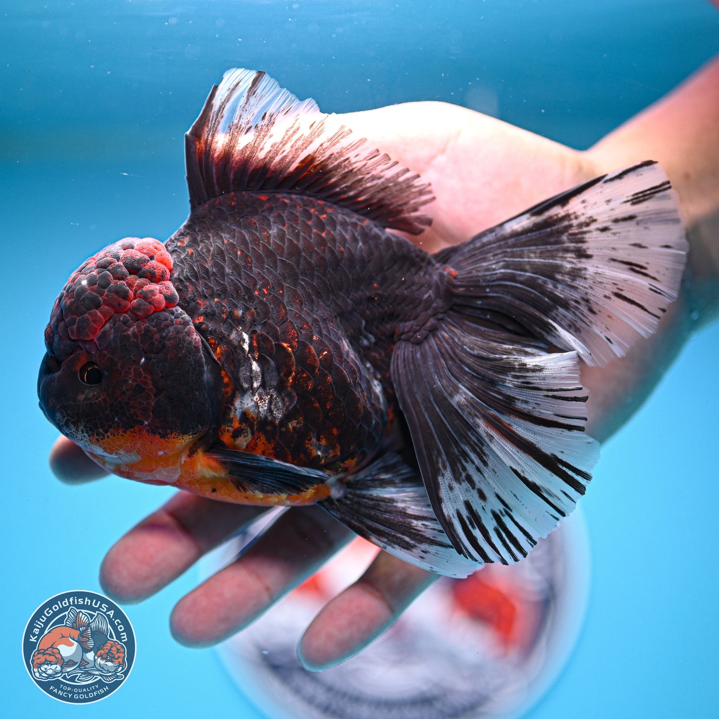 Kirin Rose Tail Oranda 4 inches Body - Female (241129_OR07) - Kaiju Goldfish USA