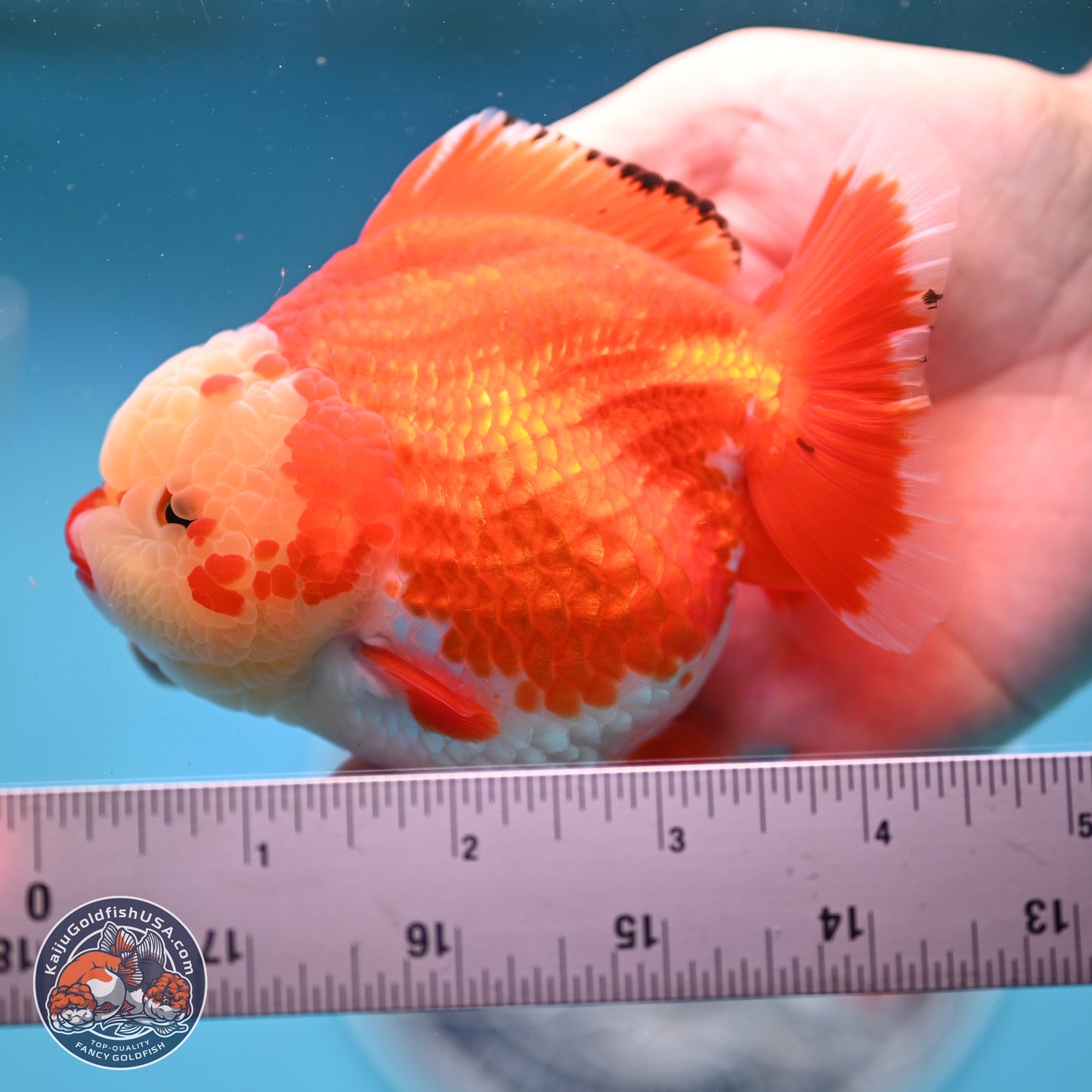 Jade Head Red White YuanBao Oranda 3.5 inches Body - Female (250214_OR07)