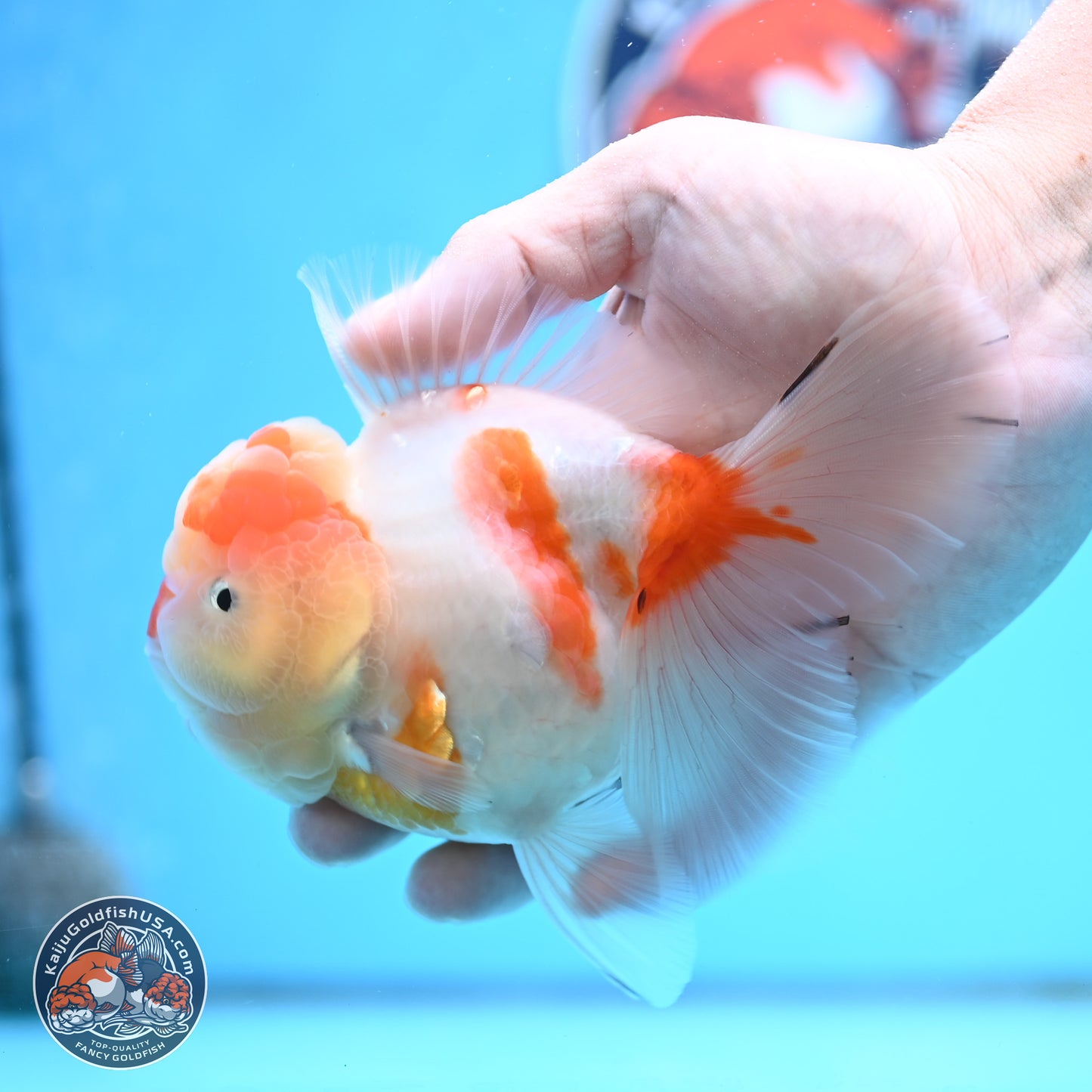 Sakura Rose Tail Oranda 3.5 inches Body - Female (250404_OR07)