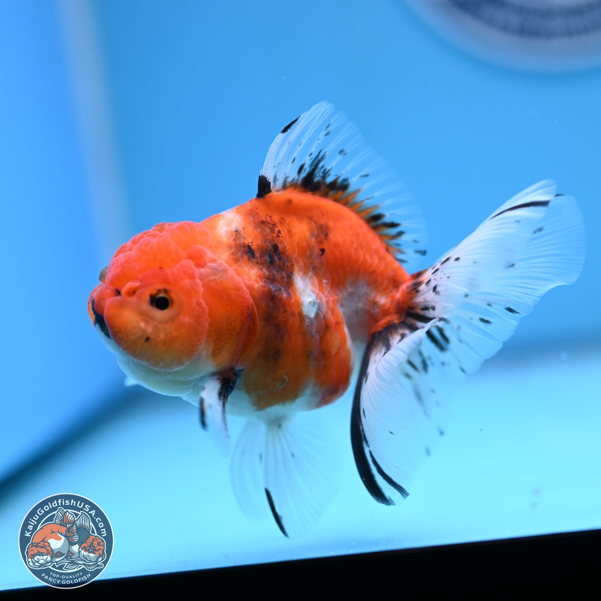 Shogun Tricolor Sakura Rose Tail Oranda 3.5in Body (240802_OR07) - Kaiju Goldfish USA