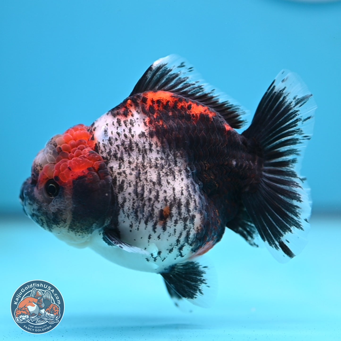 Shogun Calico Oranda 4 inches Body - Female (250207_OR07)