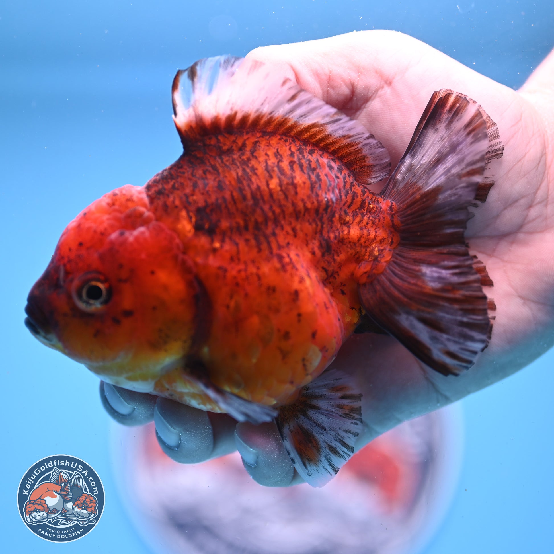 Tiger YuanBao Oranda 4 inches Body - Female (241206_OR07) - Kaiju Goldfish USA