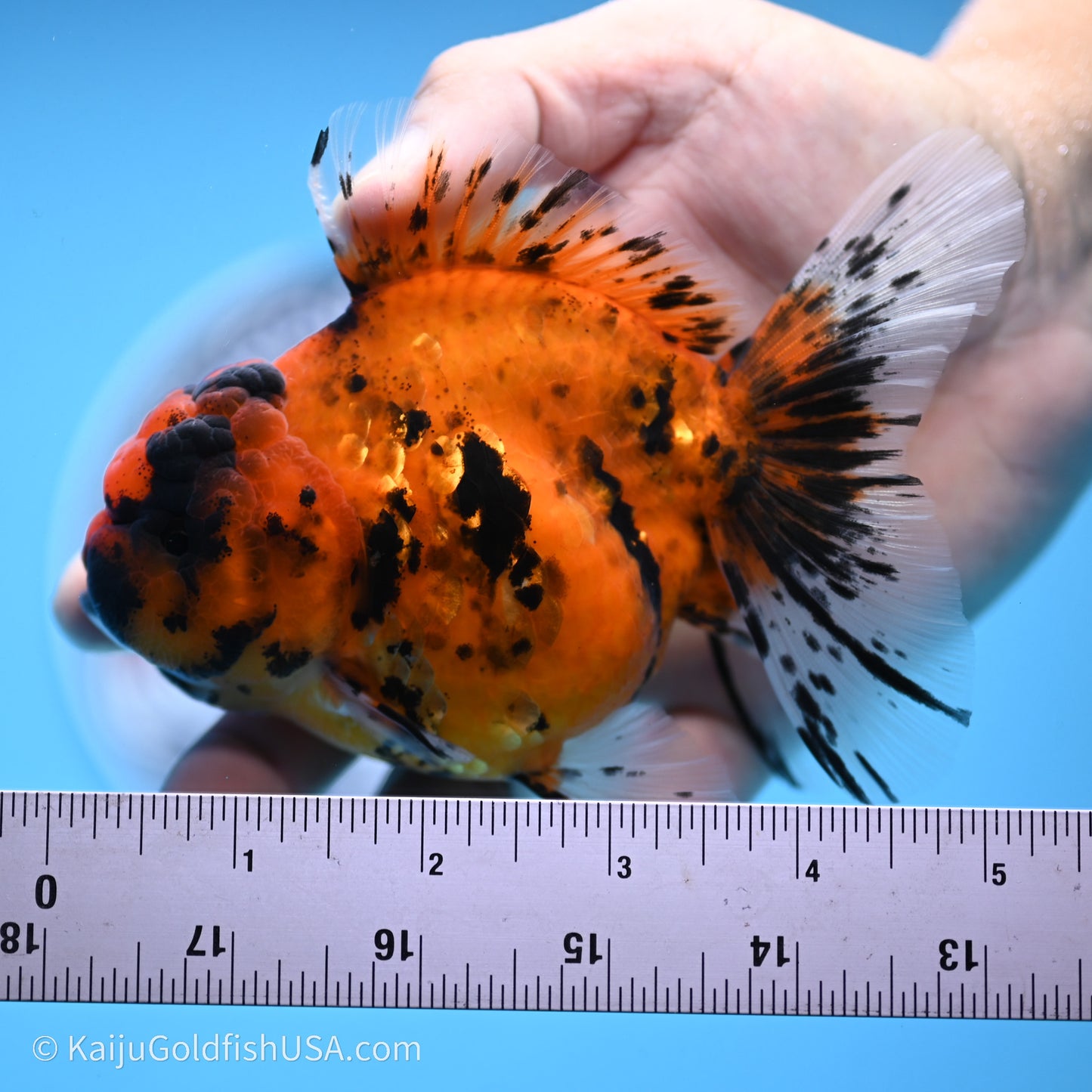 Shogun Godzilla Tiger Oranda 3.8in Body (240719_OR07) - Kaiju Goldfish USA