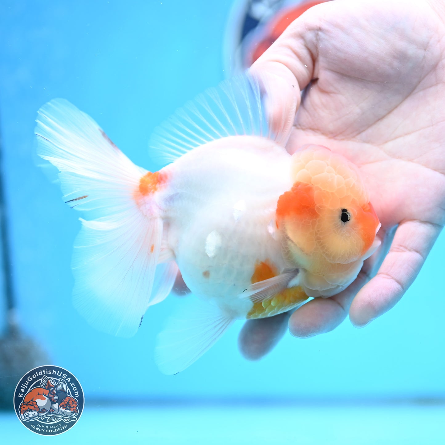 Sakura Rose Tail Oranda 3.5 inches Body - Female (250404_OR07)