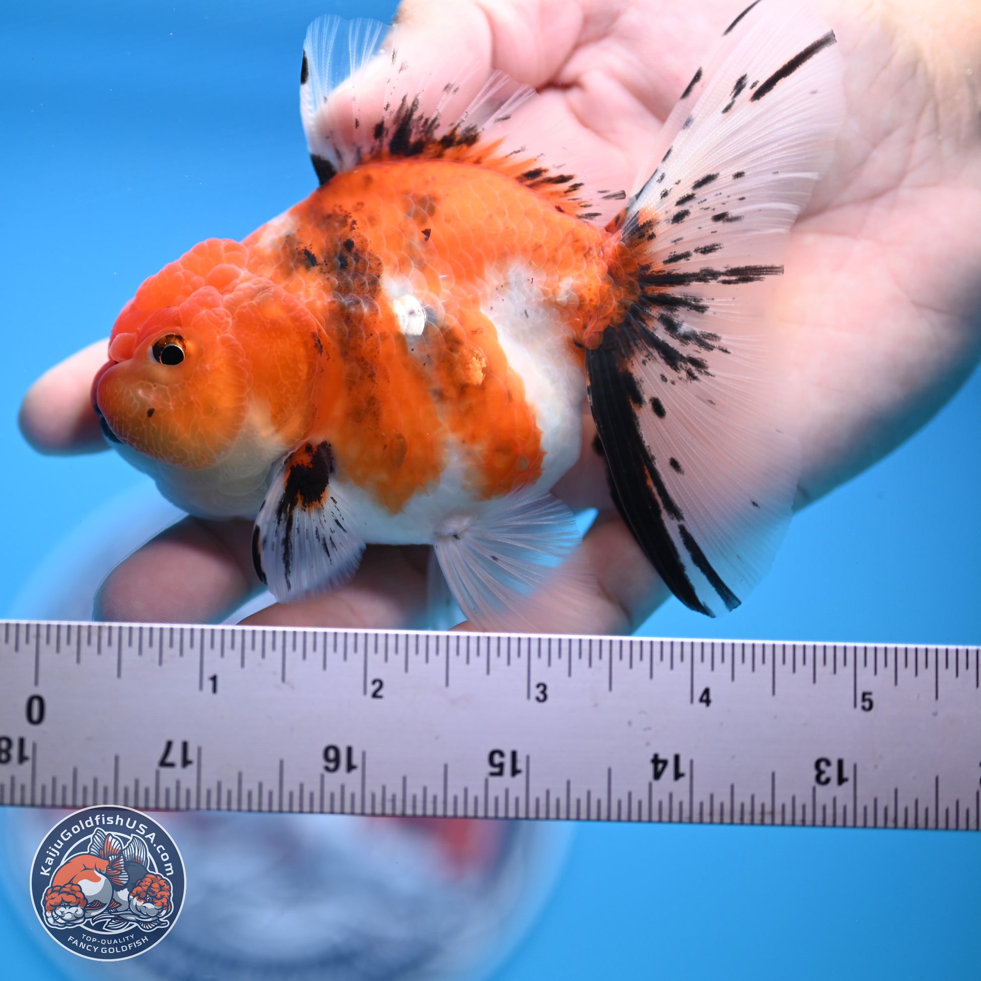 Shogun Tricolor Sakura Rose Tail Oranda 3.5in Body (240802_OR07) - Kaiju Goldfish USA