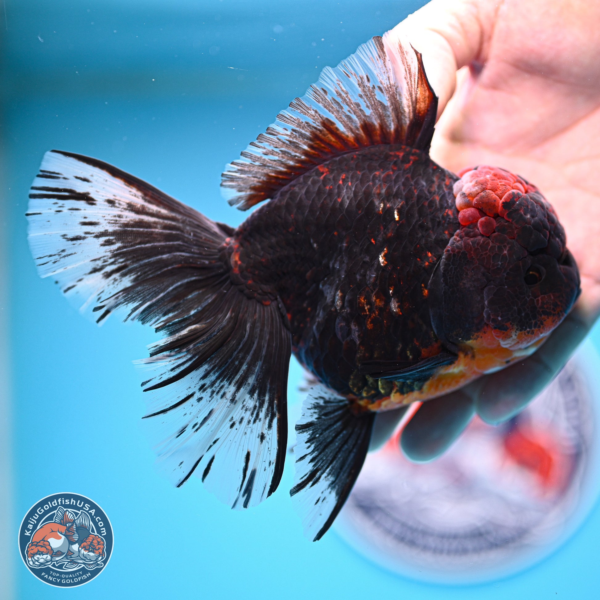 Kirin Rose Tail Oranda 4 inches Body - Female (241129_OR07) - Kaiju Goldfish USA