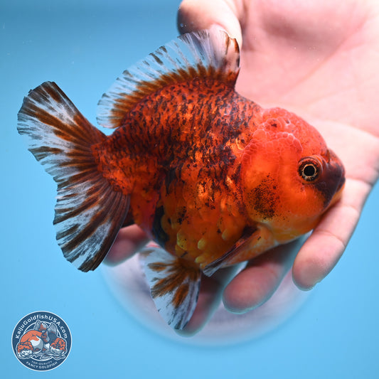 Tiger YuanBao Oranda 4 inches Body - Female (241206_OR07) - Kaiju Goldfish USA