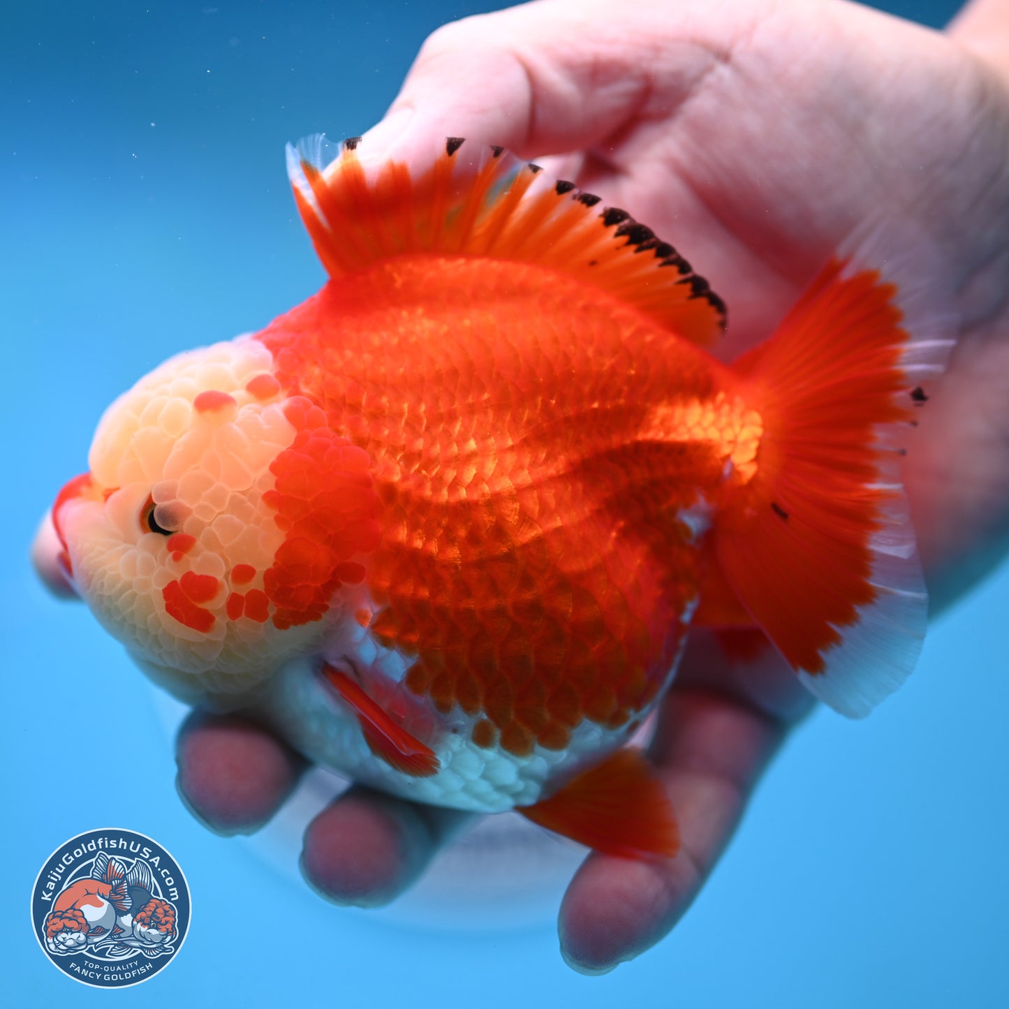 Jade Head Red White YuanBao Oranda 3.5 inches Body - Female (250214_OR07)