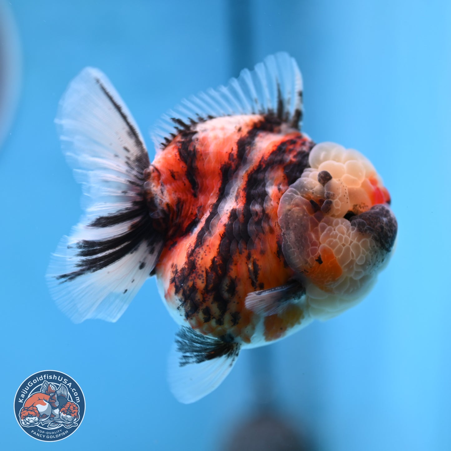 Tricolor Tiger YuanBao Oranda 3.25 inches Body - Female (250314_OR07)