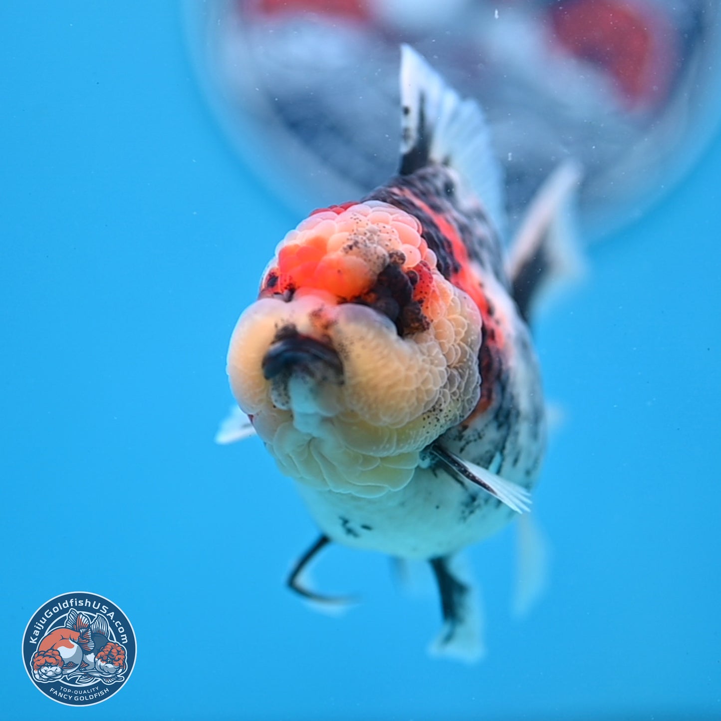 Tricolor Tiger RoseTail Oranda 3.5 inches Body - Female (250307_OR07)