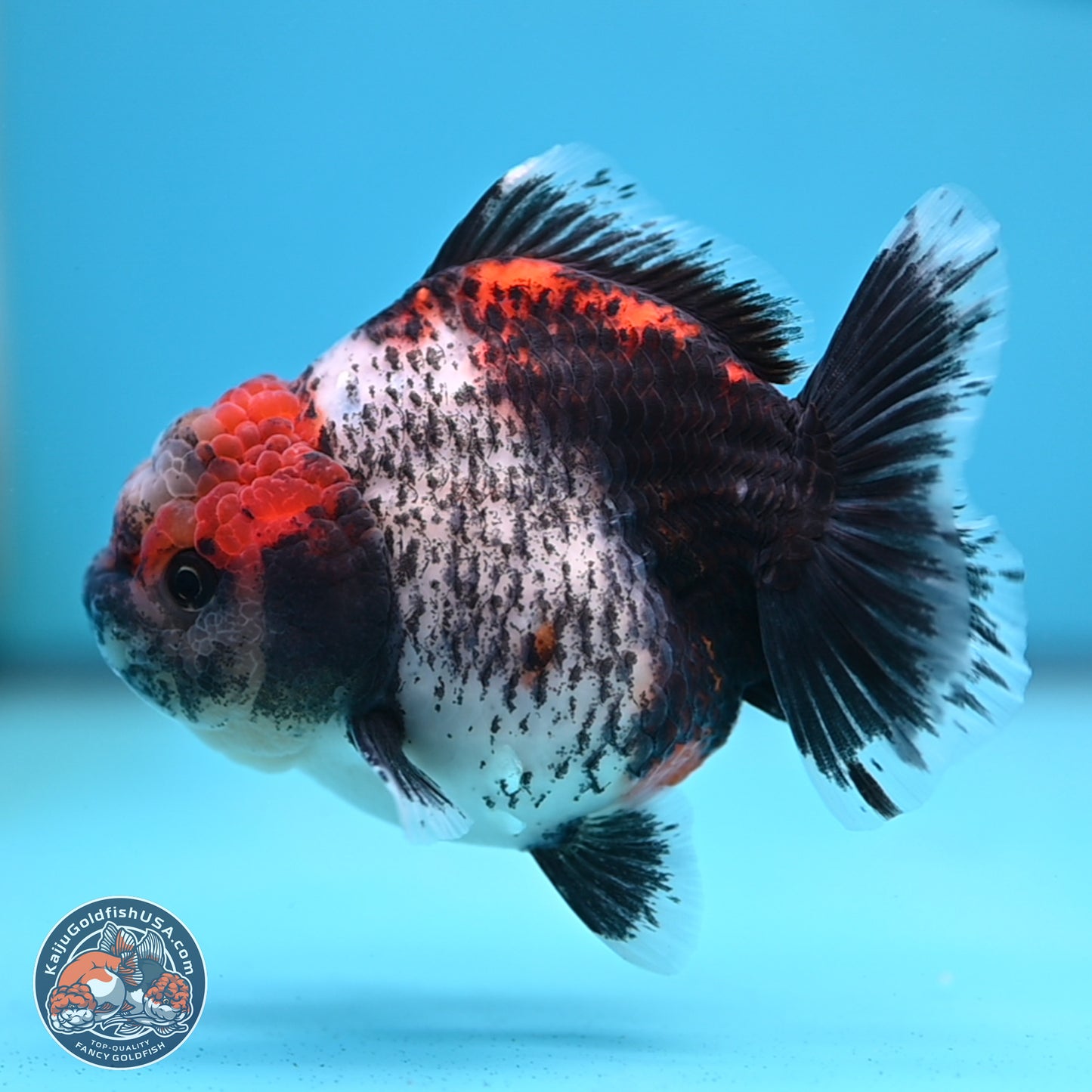 Shogun Calico Oranda 4 inches Body - Female (250207_OR07)