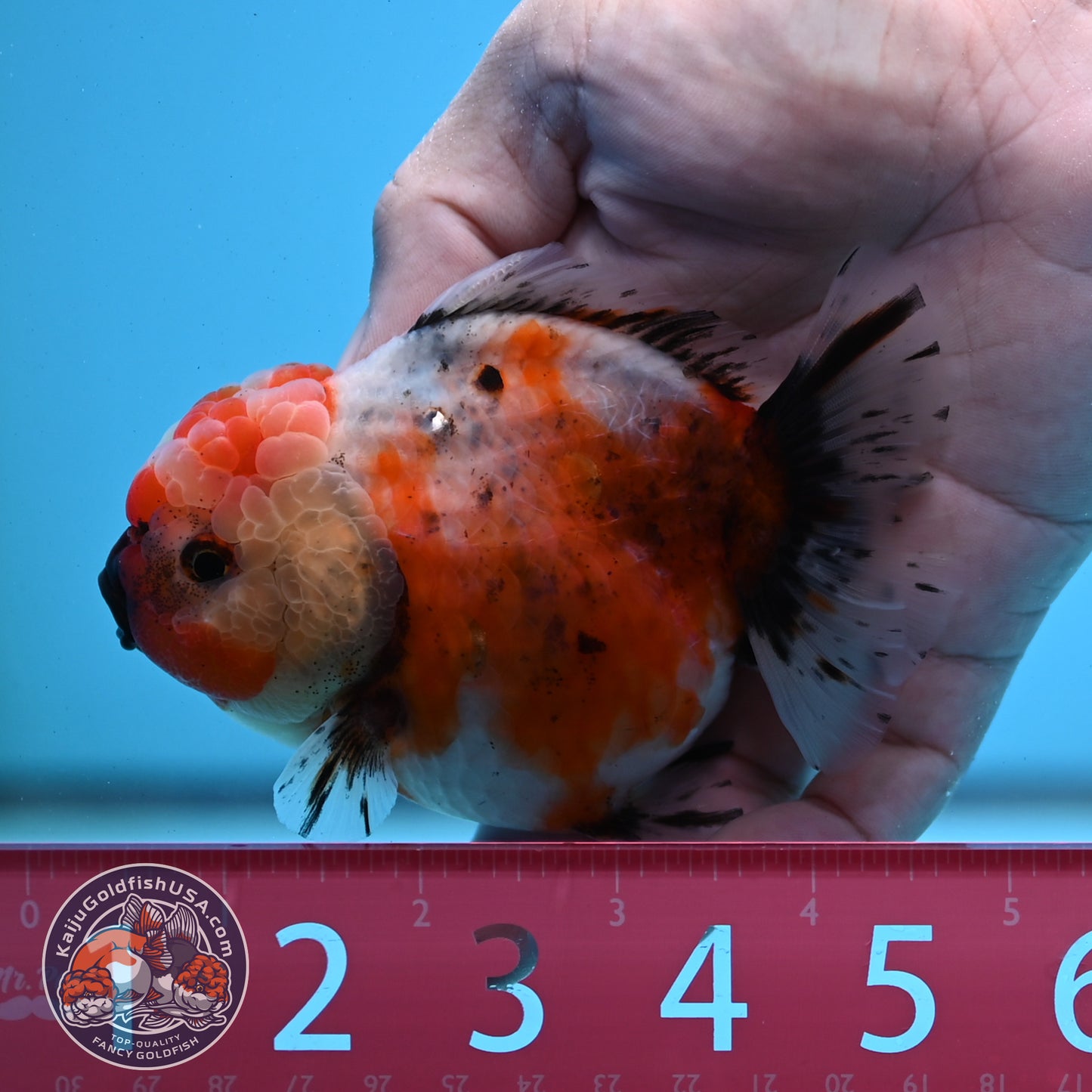 Shogun Tricolor Sakura Oranda 3.5 inches Body - Female (250418_OR07)