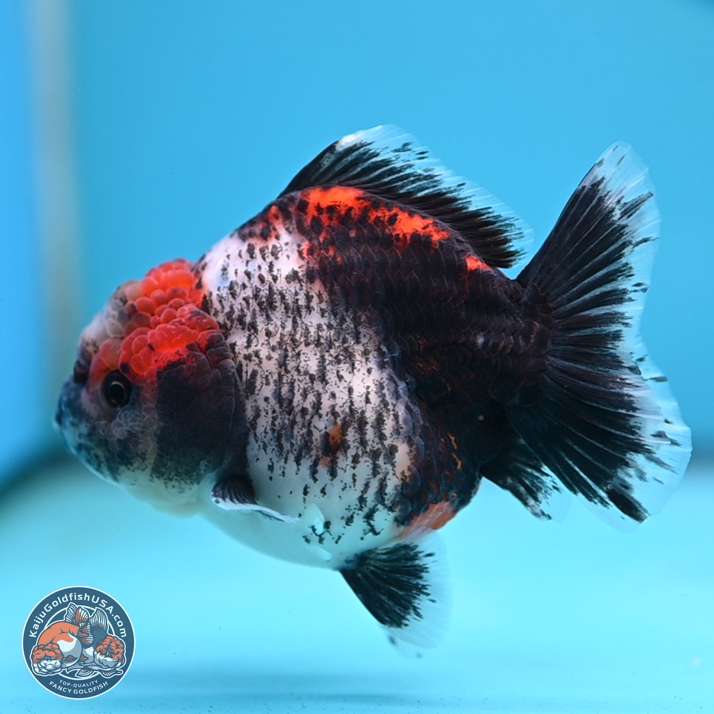 Shogun Calico Oranda 4 inches Body - Female (250207_OR07)