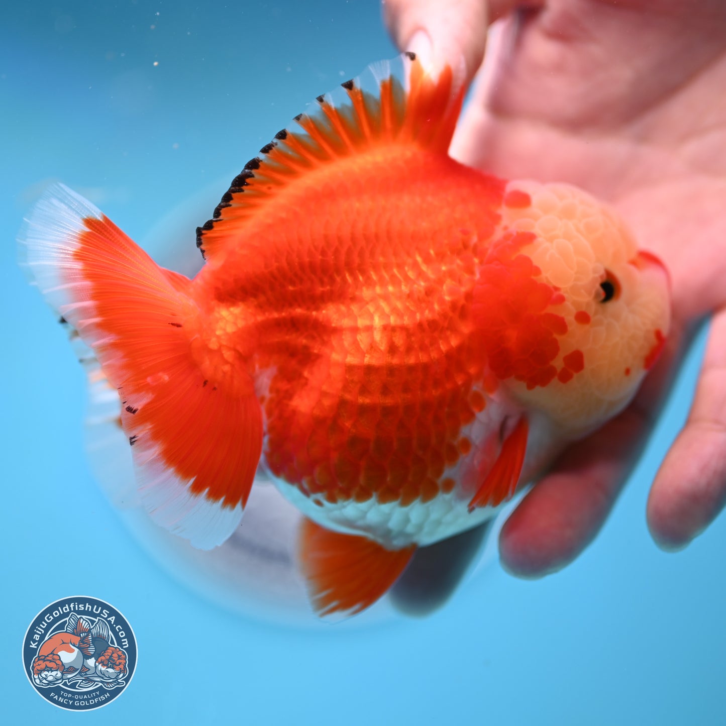 Jade Head Red White YuanBao Oranda 3.5 inches Body - Female (250214_OR07)