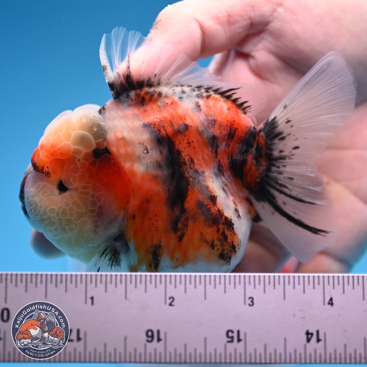 Tricolor Tiger YuanBao Oranda 3.25 inches Body - Female (250314_OR07)