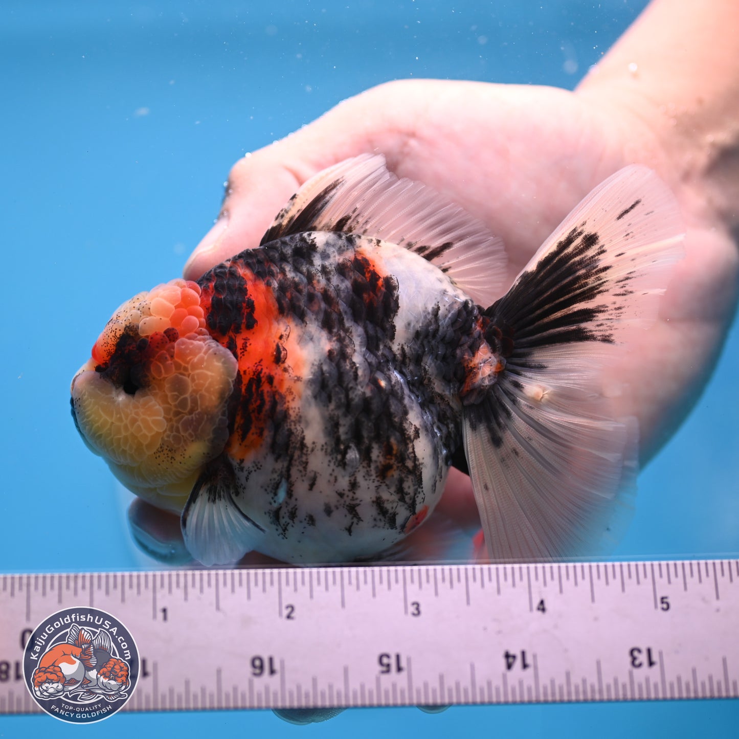 Tricolor Tiger RoseTail Oranda 3.5 inches Body - Female (250307_OR07)