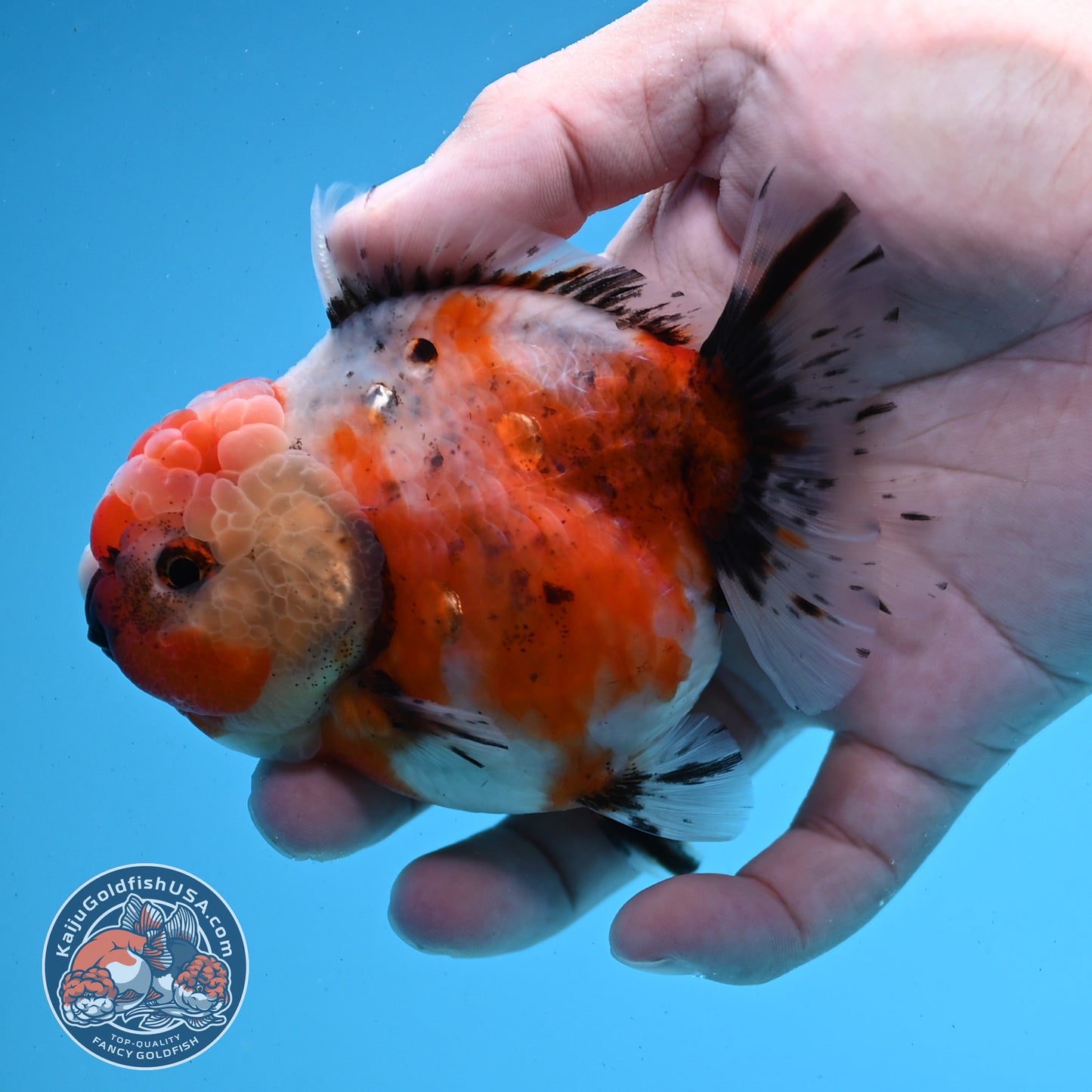 Shogun Tricolor Sakura Oranda 3.5 inches Body - Female (250418_OR07)
