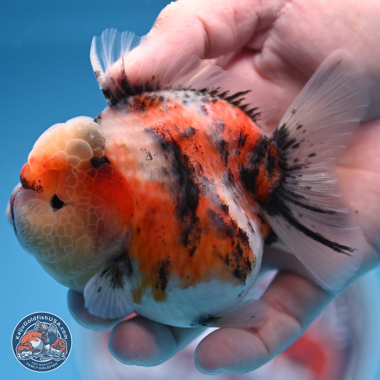 Tricolor Tiger YuanBao Oranda 3.25 inches Body - Female (250314_OR07)