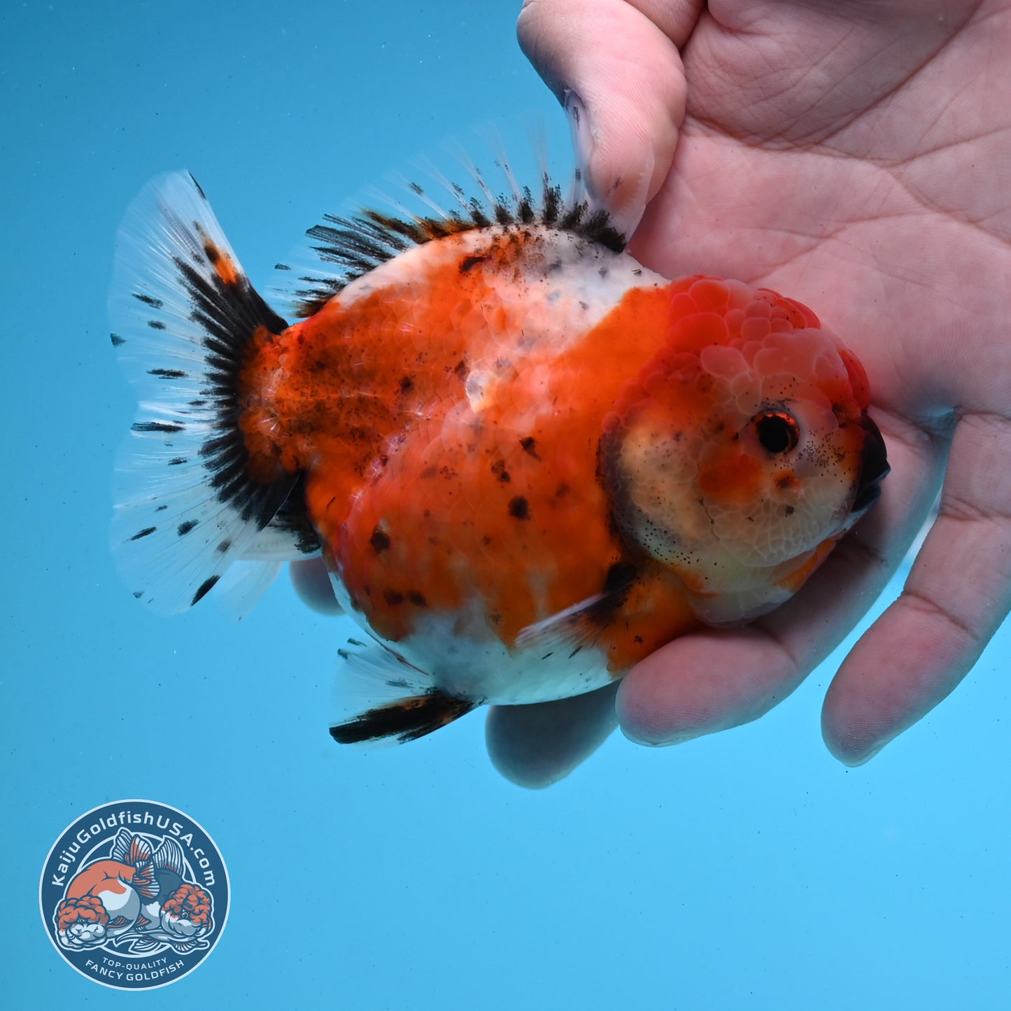 Shogun Tricolor Sakura Oranda 3.5 inches Body - Female (250418_OR07)