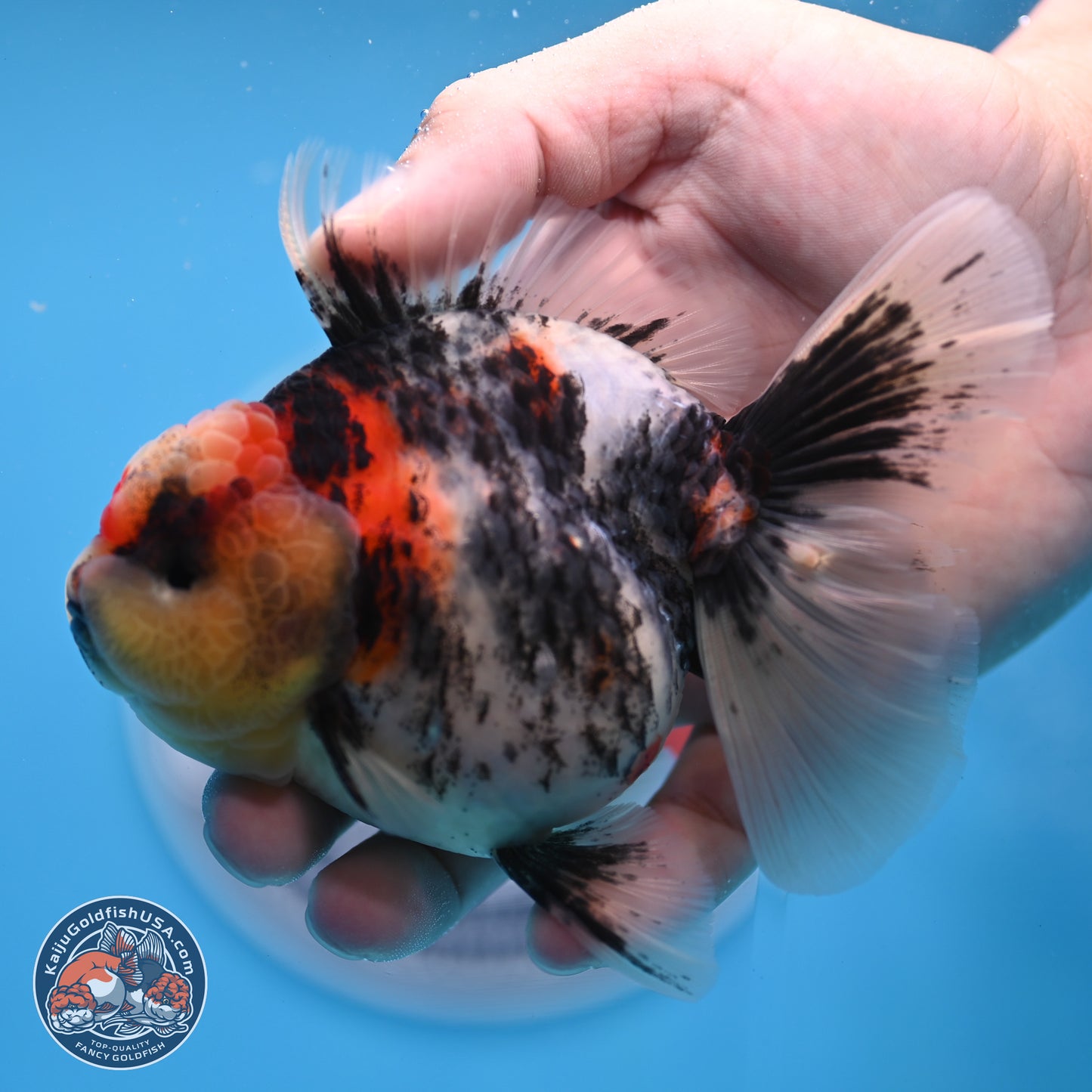 Tricolor Tiger RoseTail Oranda 3.5 inches Body - Female (250307_OR07)