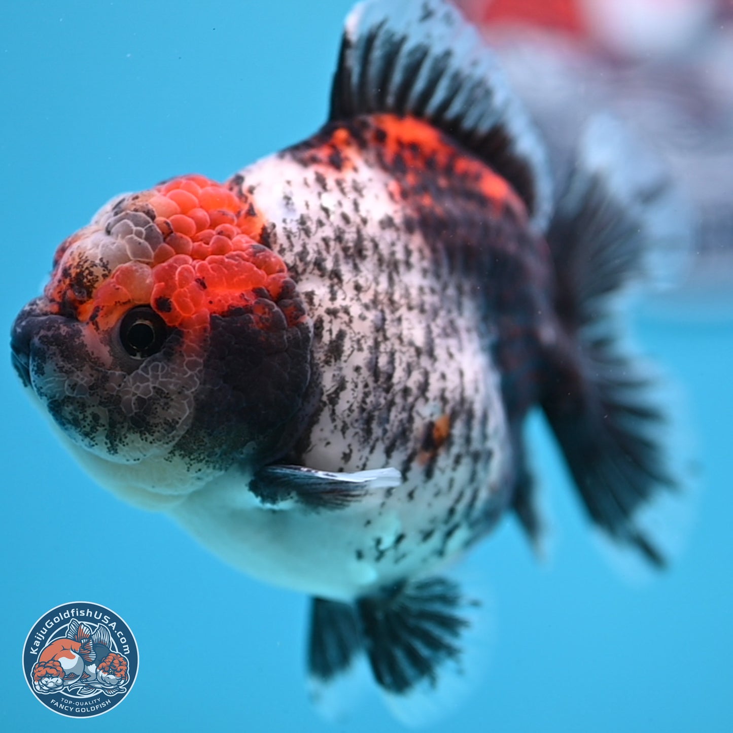 Shogun Calico Oranda 4 inches Body - Female (250207_OR07)