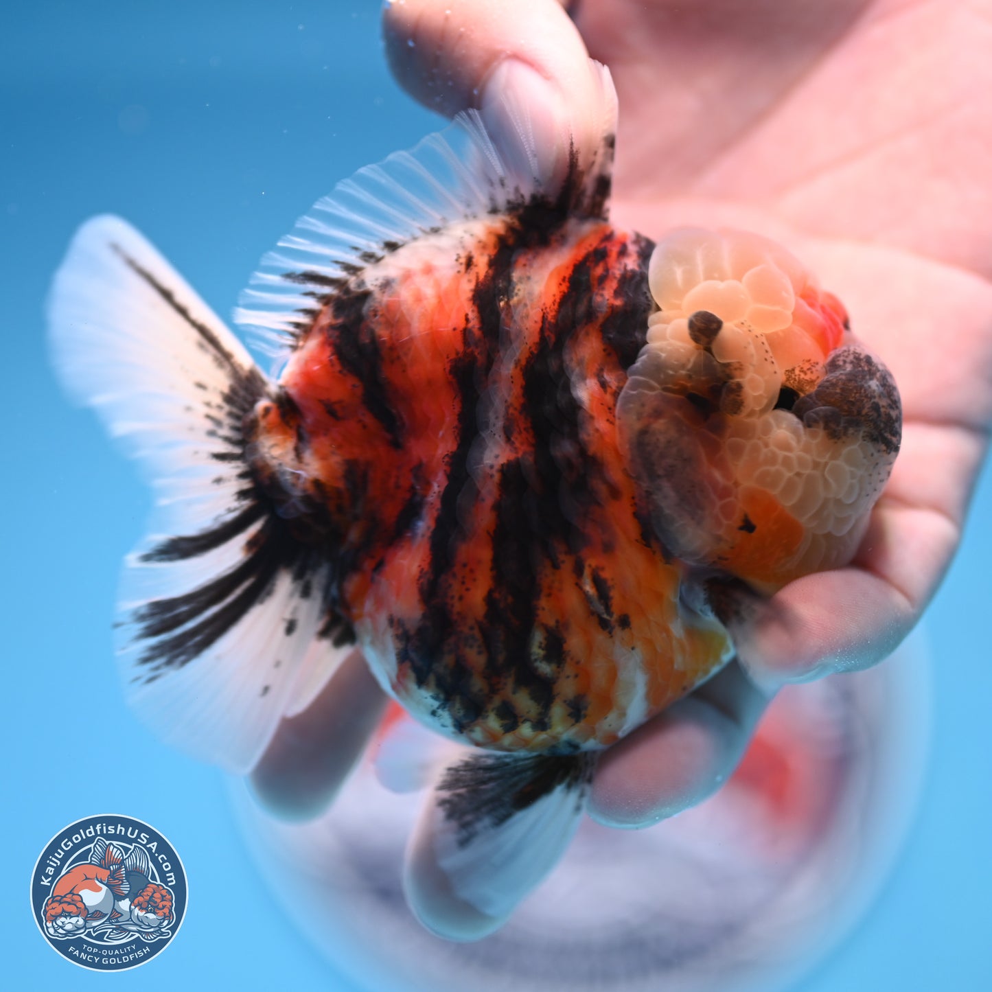 Tricolor Tiger YuanBao Oranda 3.25 inches Body - Female (250314_OR07)