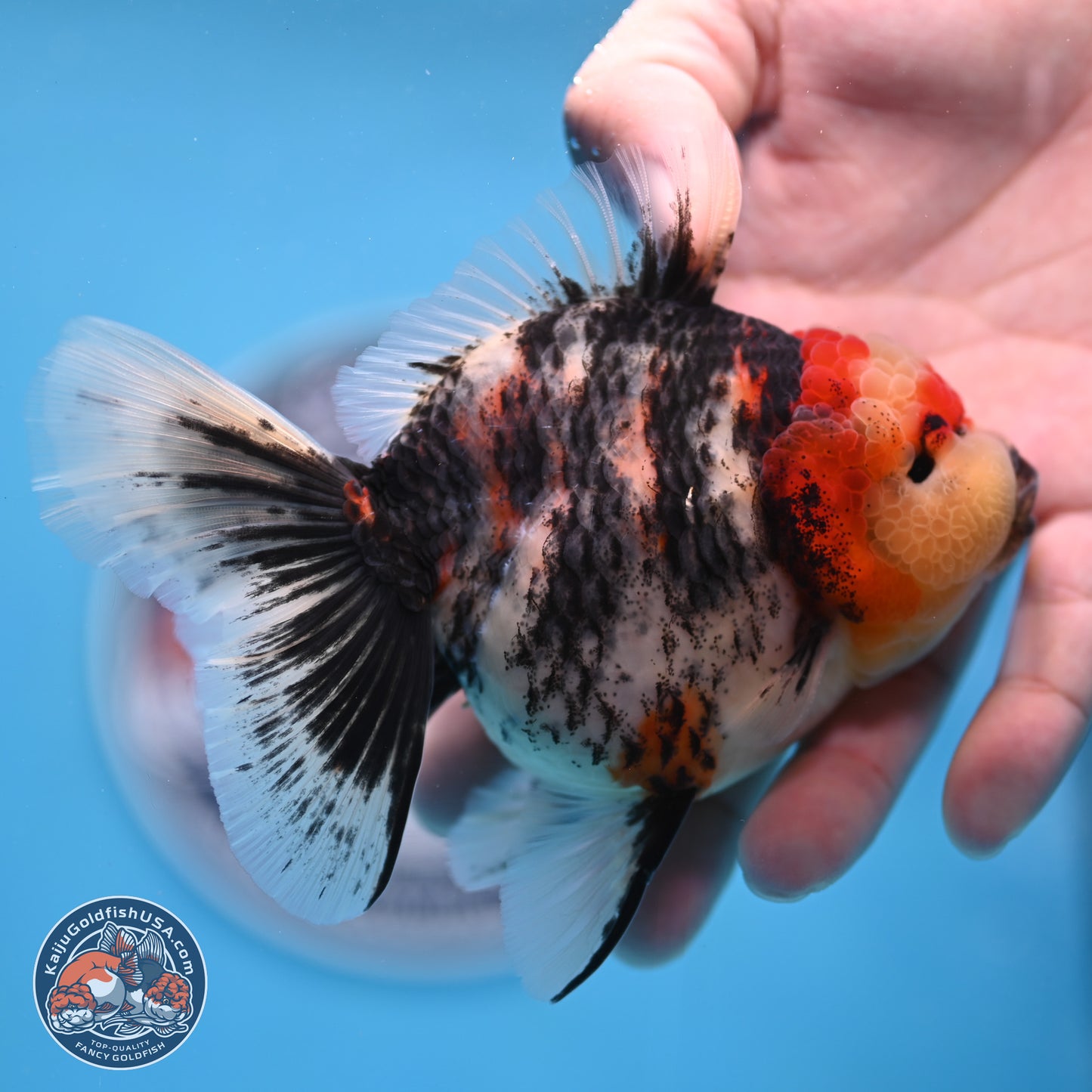 Tricolor Tiger RoseTail Oranda 3.5 inches Body - Female (250307_OR07)