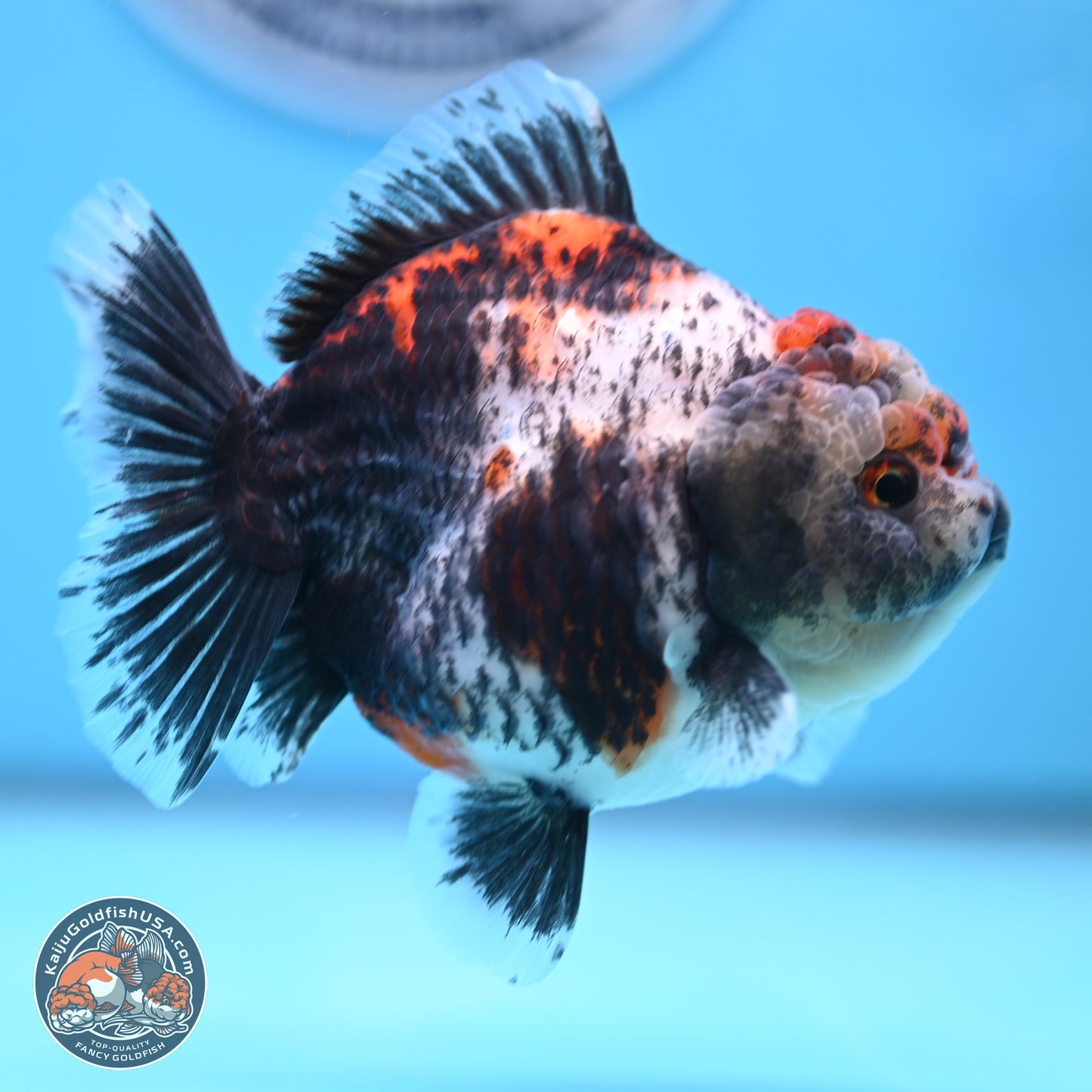 Shogun Calico Oranda 4 inches Body - Female (250207_OR07)