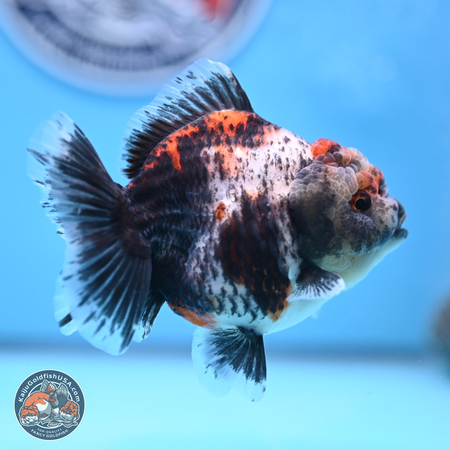 Shogun Calico Oranda 4 inches Body - Female (250207_OR07)