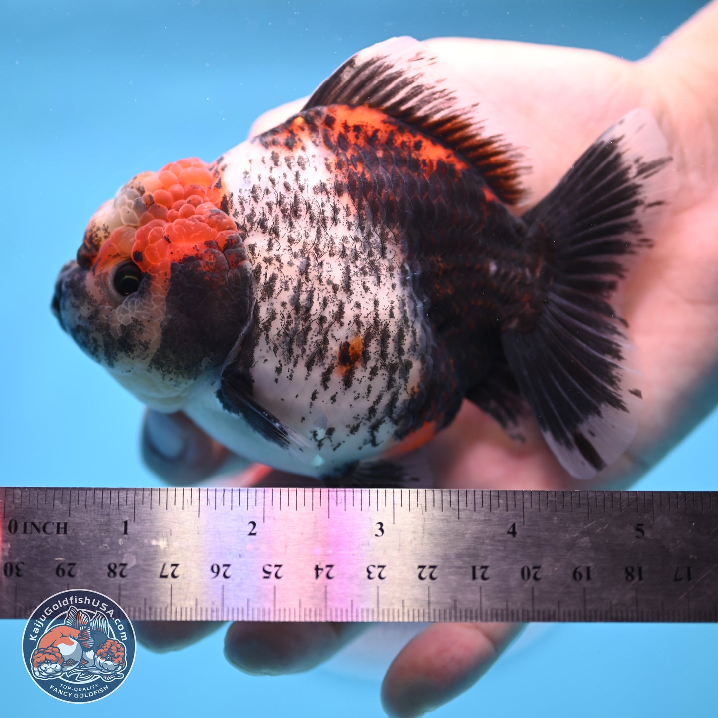 Shogun Calico Oranda 4 inches Body - Female (250207_OR07)