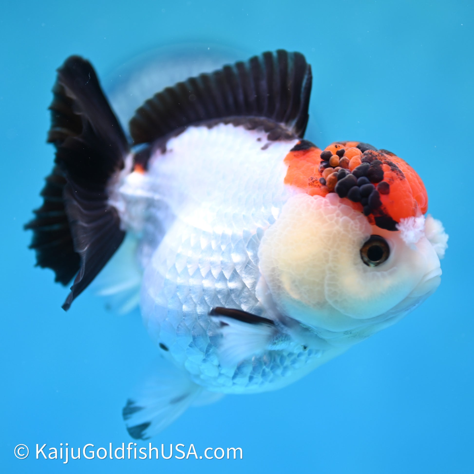 Red Cap Tricolor YuanBao Oranda 3.5in body (240607_OR07) - Kaiju Goldfish USA