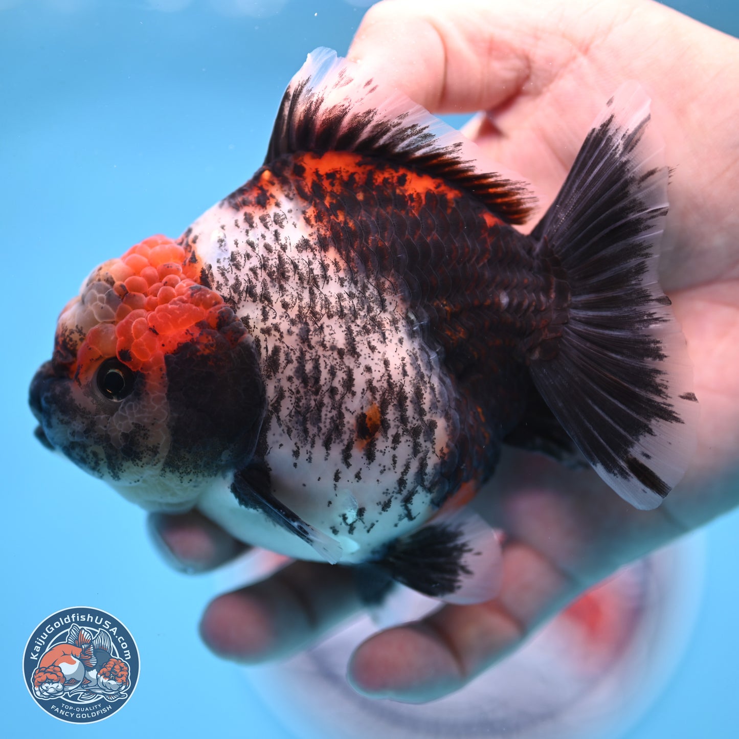 Shogun Calico Oranda 4 inches Body - Female (250207_OR07)