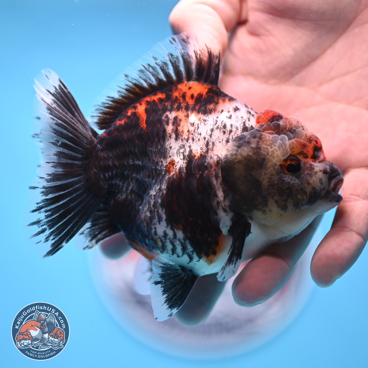 Shogun Calico Oranda 4 inches Body - Female (250207_OR07)