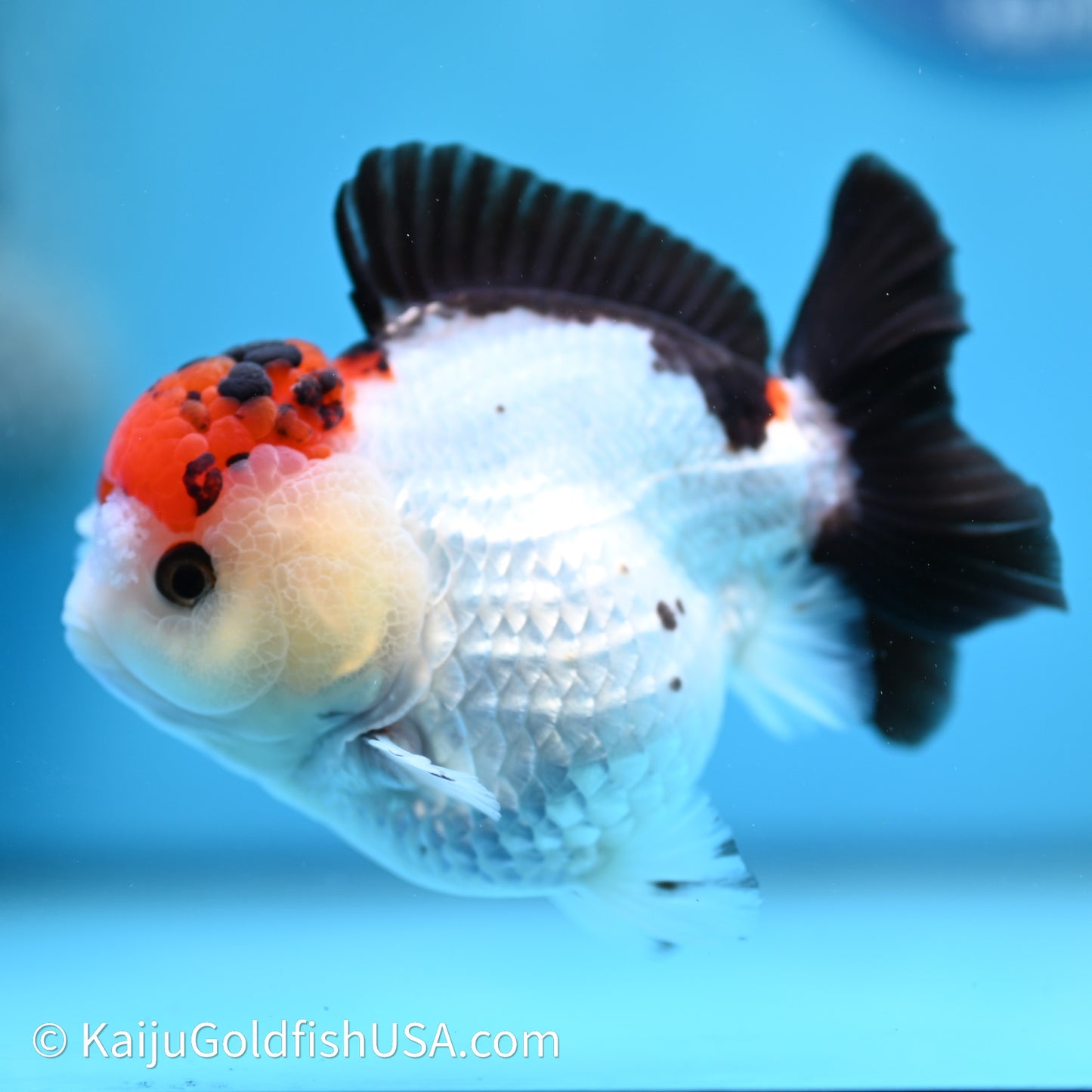 Red Cap Tricolor YuanBao Oranda 3.5in body (240607_OR07) - Kaiju Goldfish USA