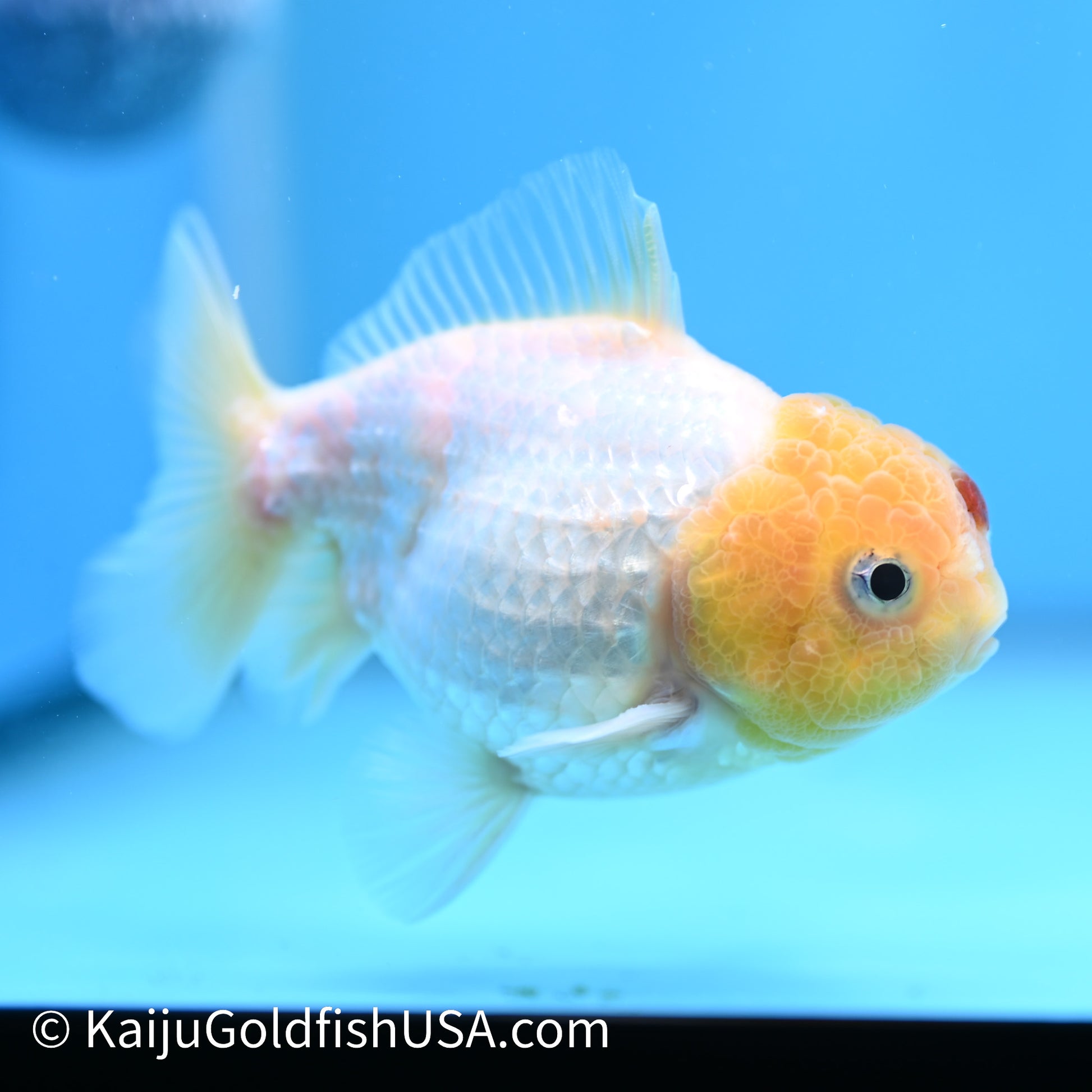 Tancho Oranda  4 inches (240503_OR07) - Kaiju Goldfish USA