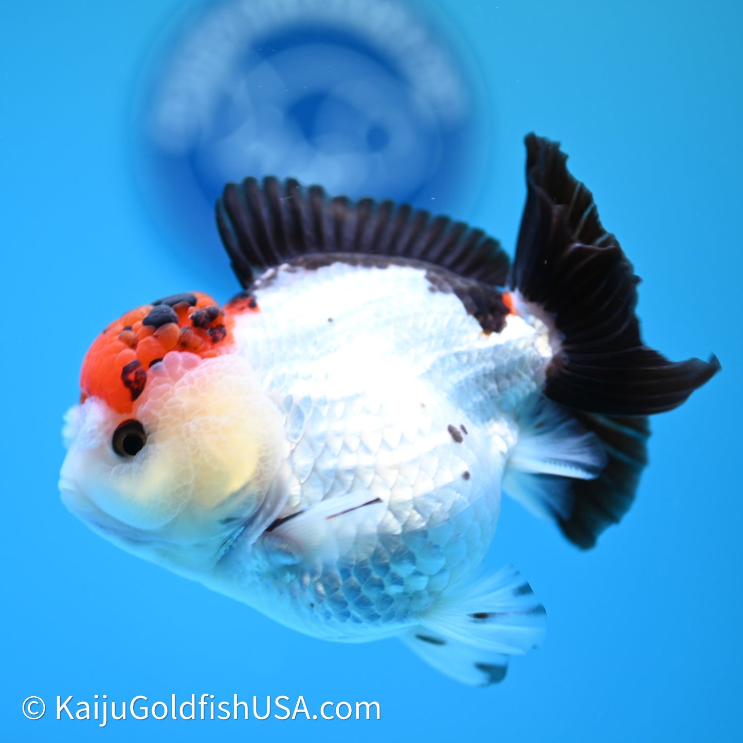 Red Cap Tricolor YuanBao Oranda 3.5in body (240607_OR07) - Kaiju Goldfish USA