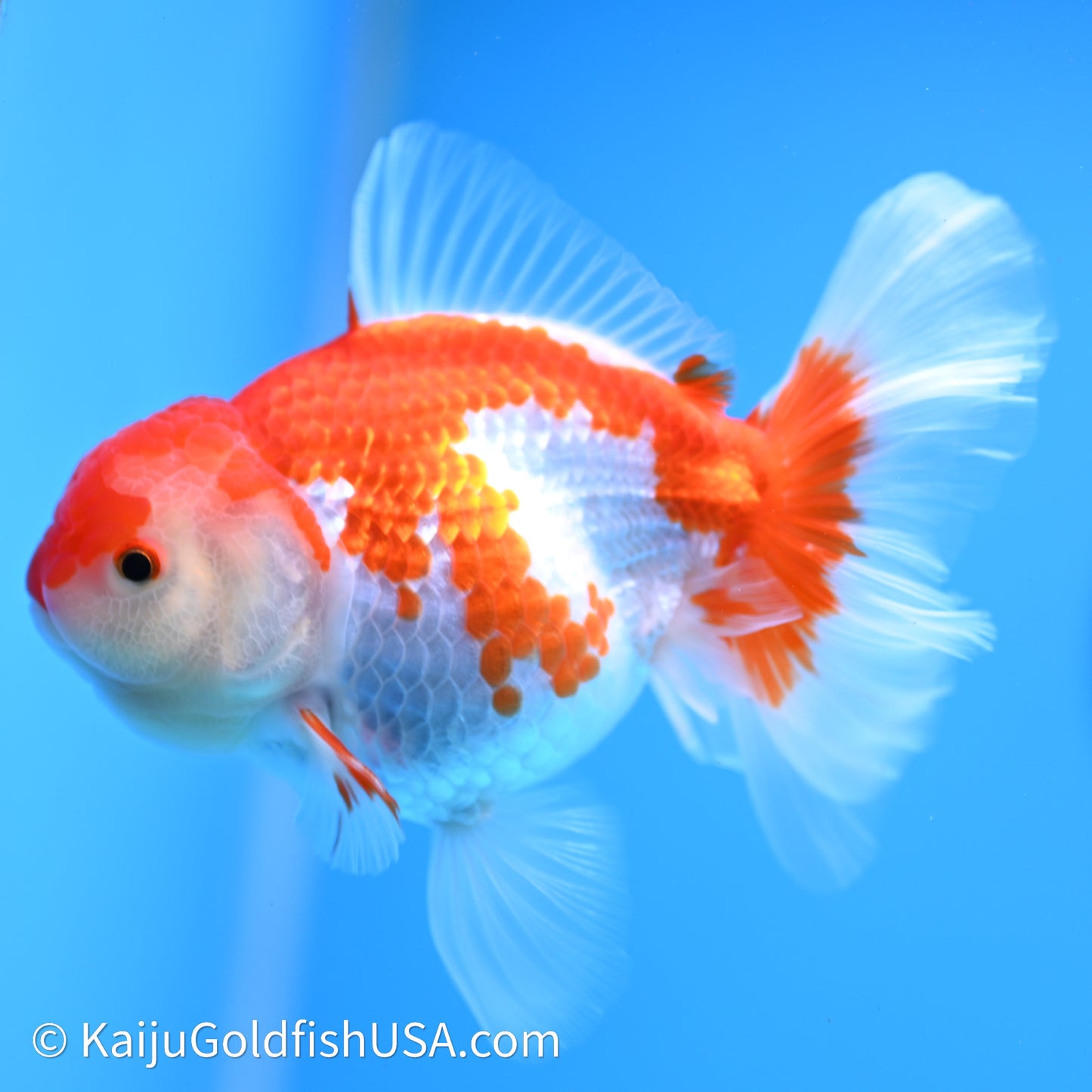 Red White Rose Tail Oranda 4in Body (240621_OR07) - Kaiju Goldfish USA