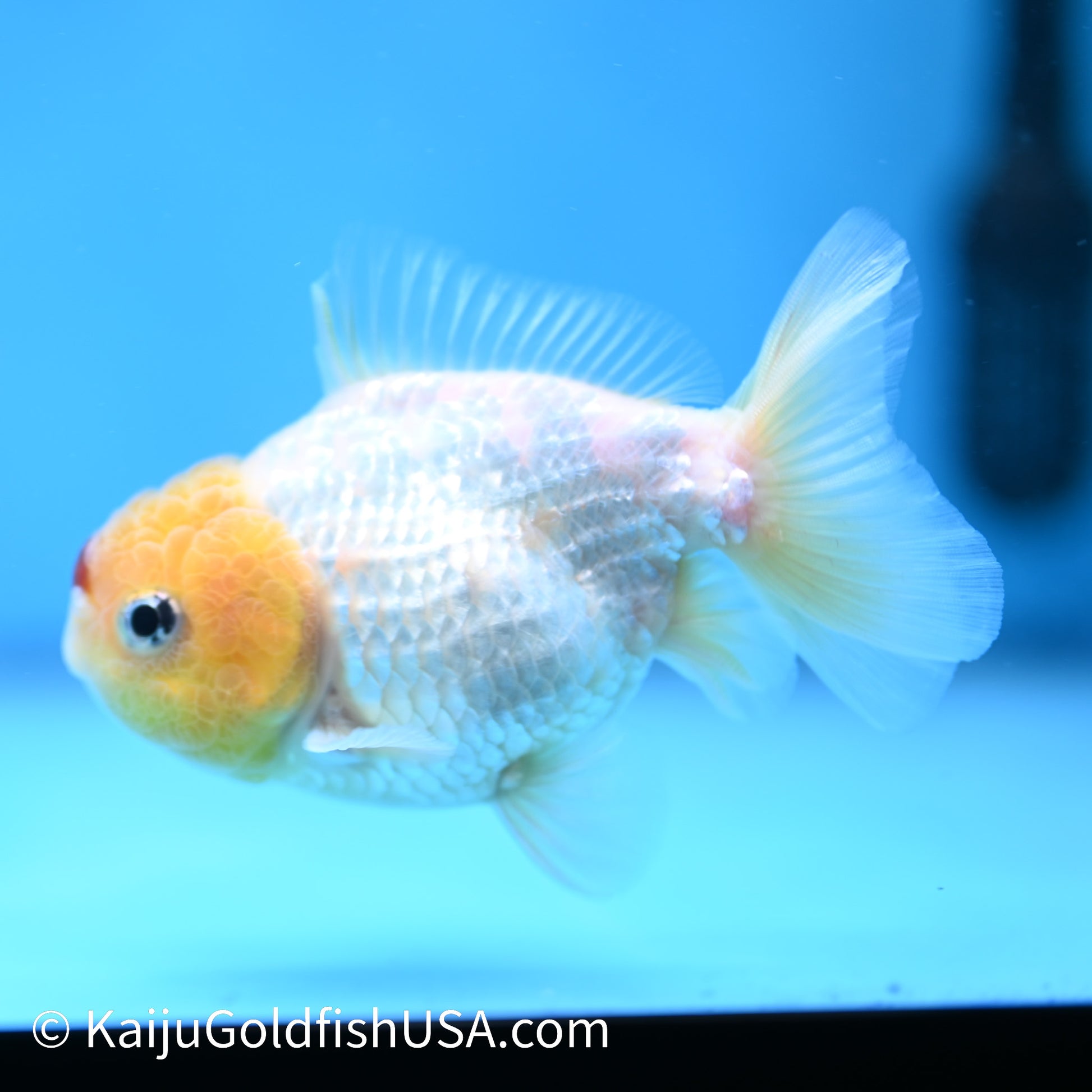 Tancho Oranda  4 inches (240503_OR07) - Kaiju Goldfish USA