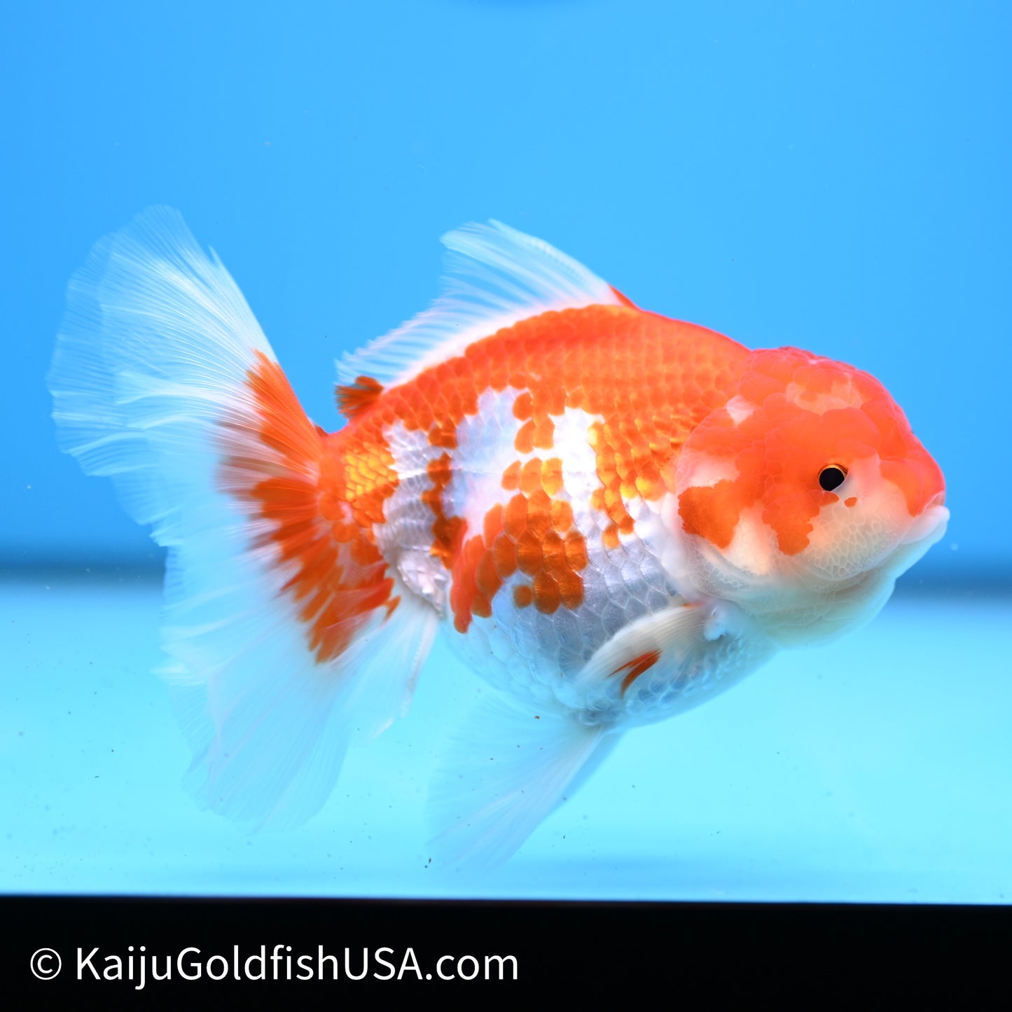 Red White Rose Tail Oranda 4in Body (240621_OR07) - Kaiju Goldfish USA