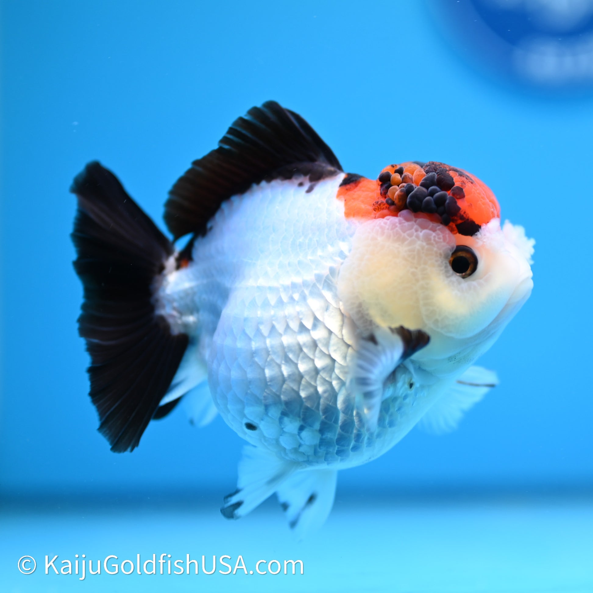 Red Cap Tricolor YuanBao Oranda 3.5in body (240607_OR07) - Kaiju Goldfish USA