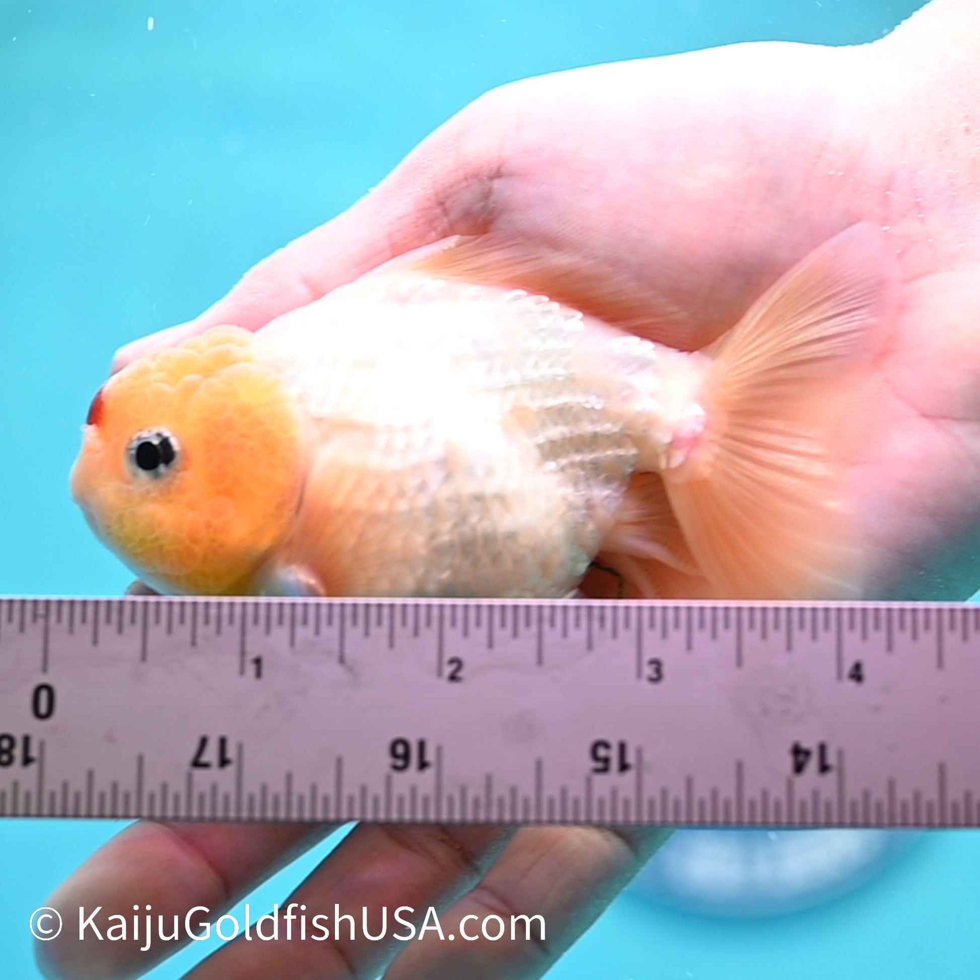 Tancho Oranda  4 inches (240503_OR07) - Kaiju Goldfish USA