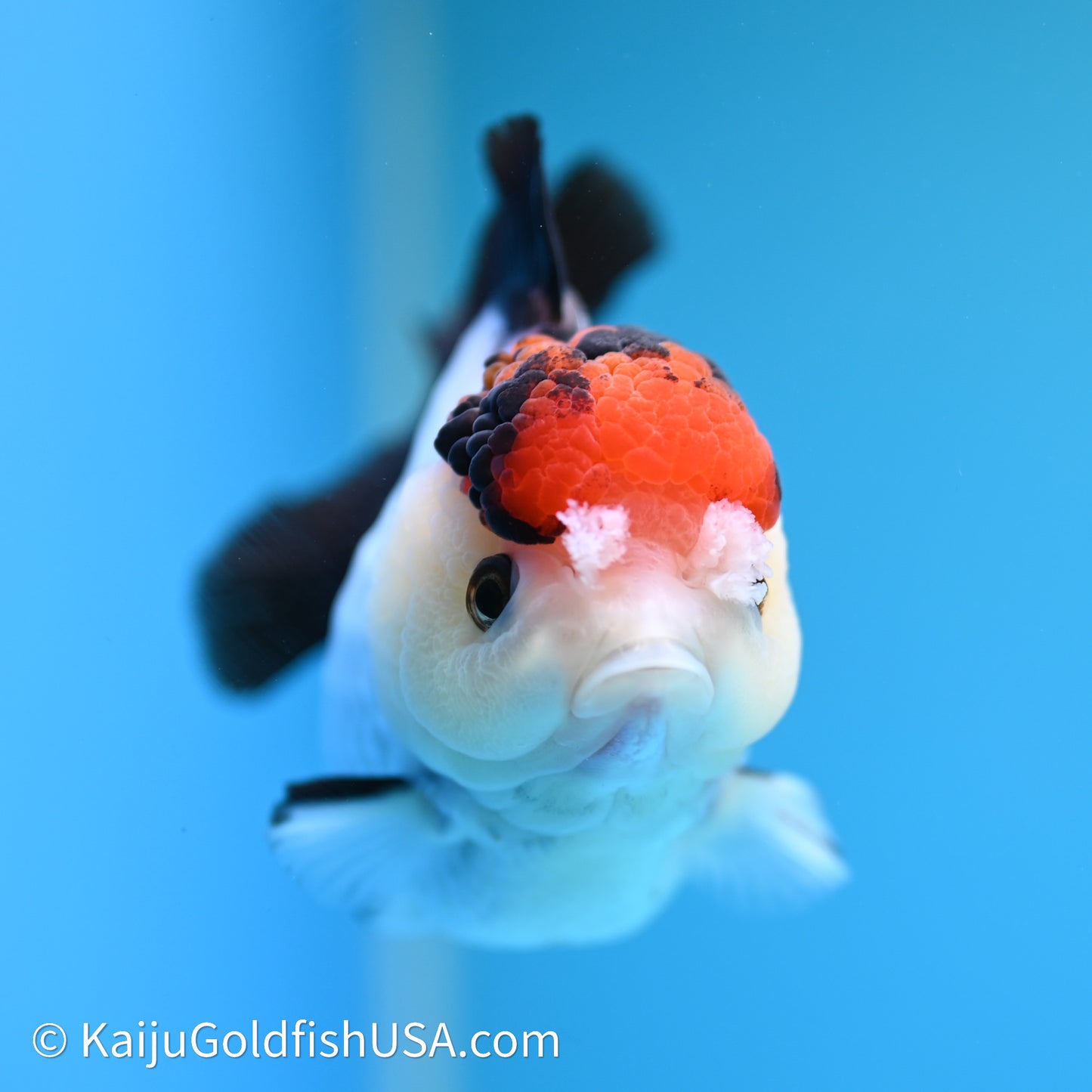 Red Cap Tricolor YuanBao Oranda 3.5in body (240607_OR07) - Kaiju Goldfish USA