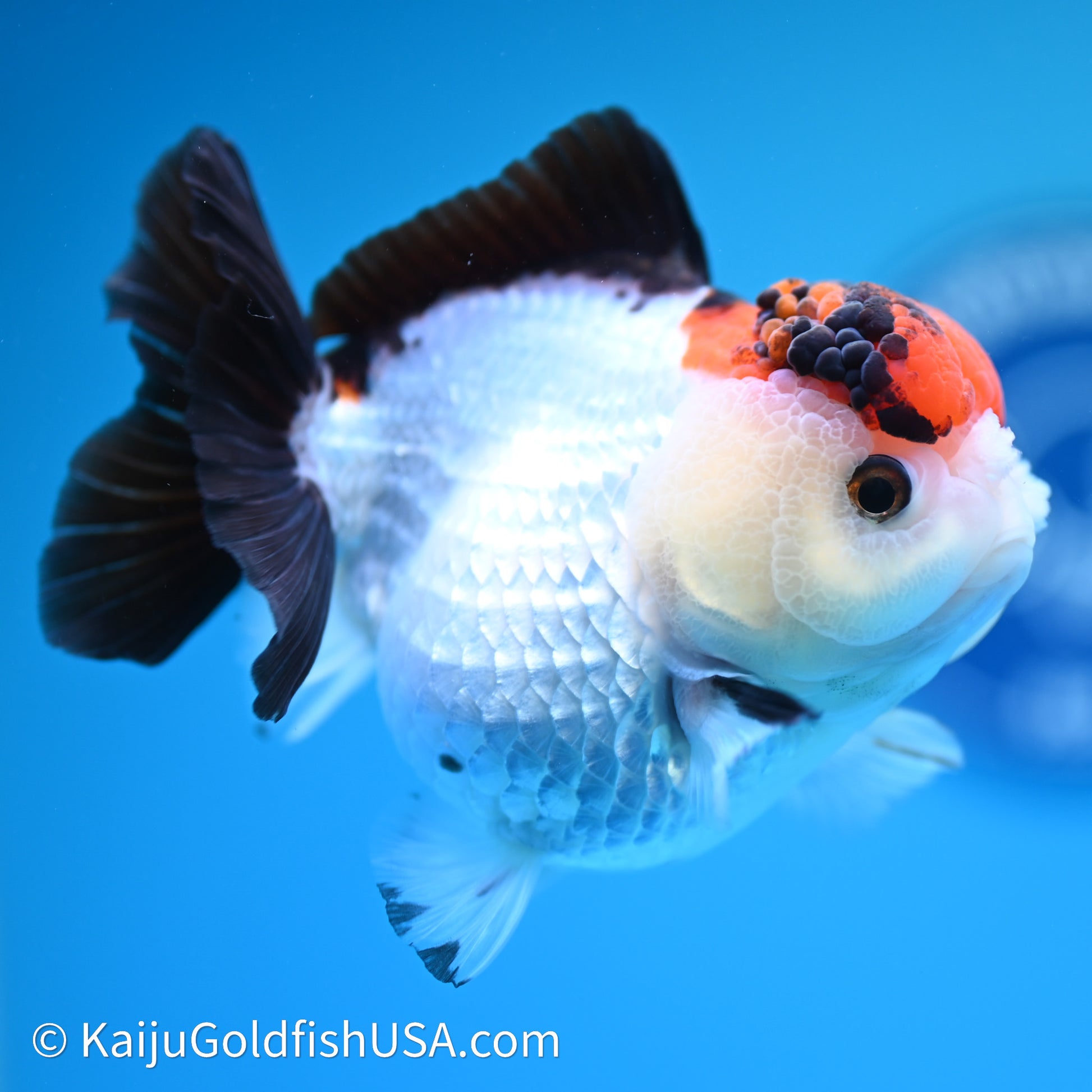 Red Cap Tricolor YuanBao Oranda 3.5in body (240607_OR07) - Kaiju Goldfish USA