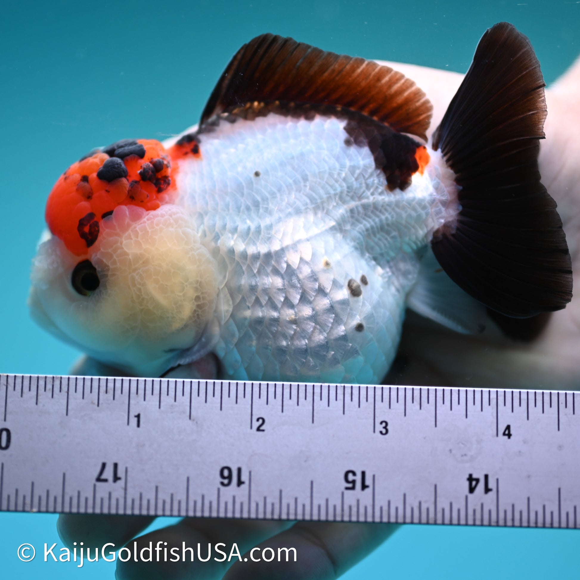 Red Cap Tricolor YuanBao Oranda 3.5in body (240607_OR07) - Kaiju Goldfish USA