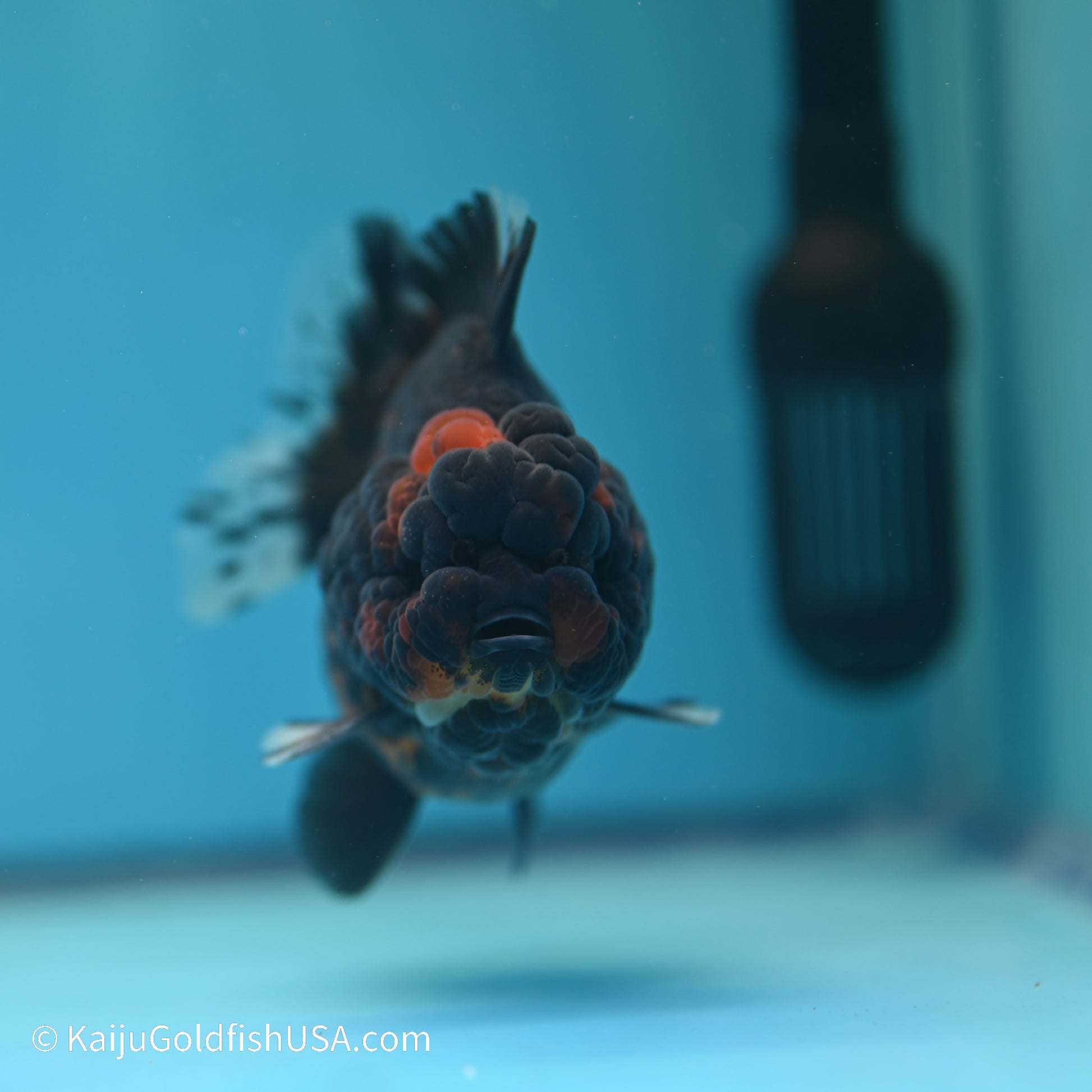 Heavy Ink Tiger YuanBao Oranda 3.5 inches (240517_OR7) - Kaiju Goldfish USA