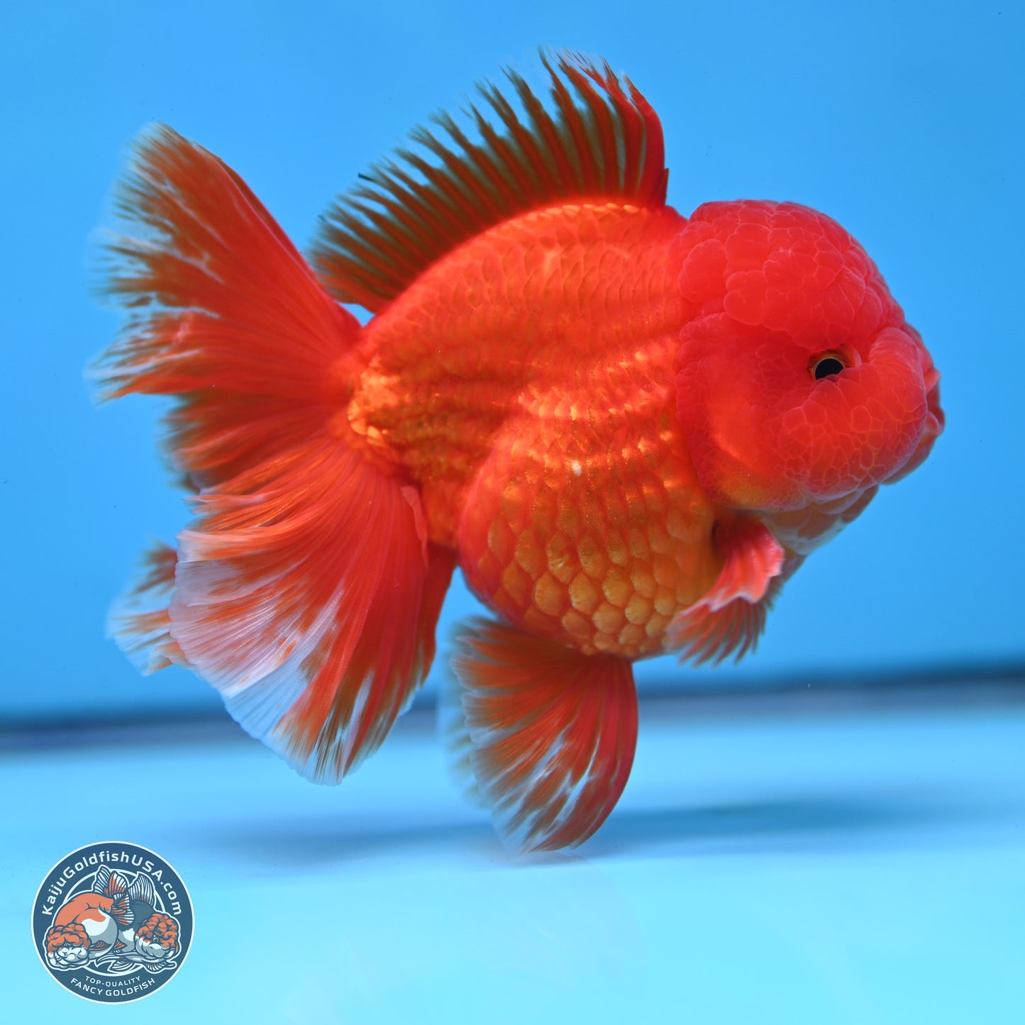 Fiery Classic Red Rose Tail Oranda 3.5 inches Body - Male (250228_OR07)