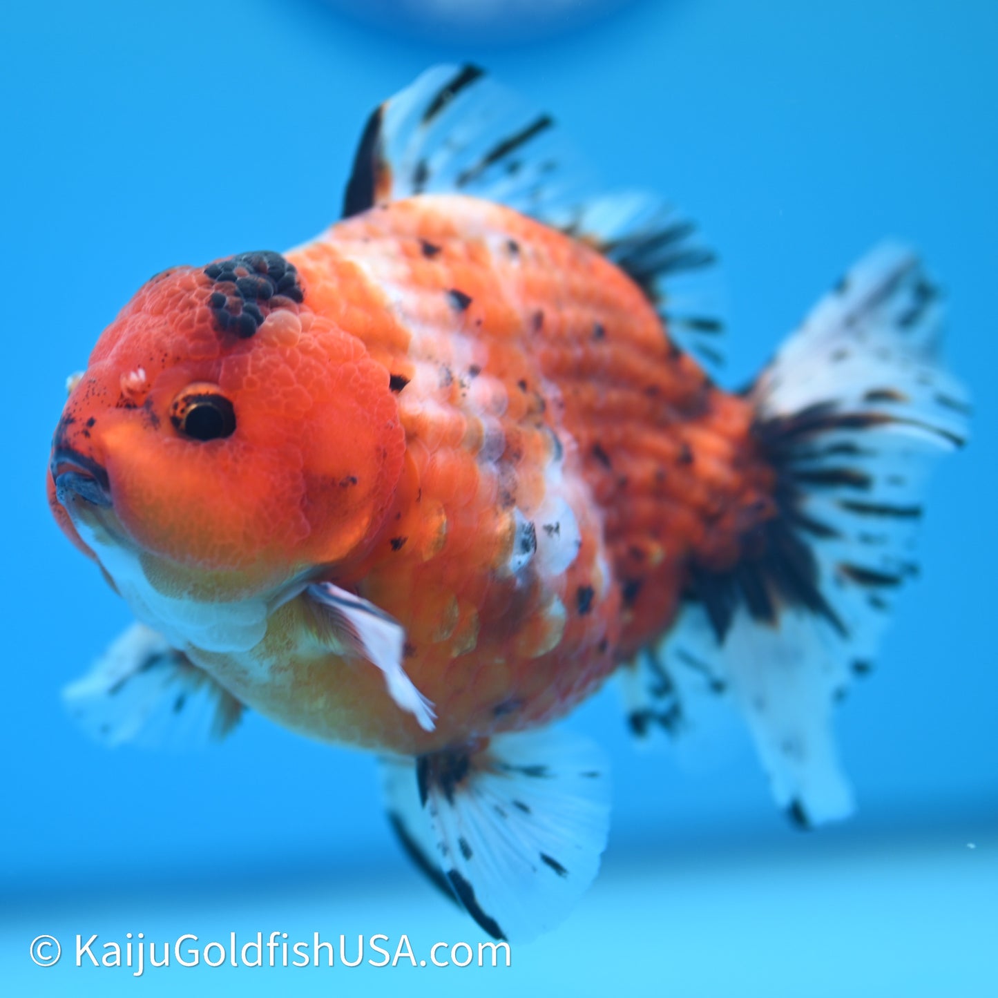 Shogun Godzilla Tricolor Sakura Oranda 3.5in Body (240614_OR07) - Kaiju Goldfish USA